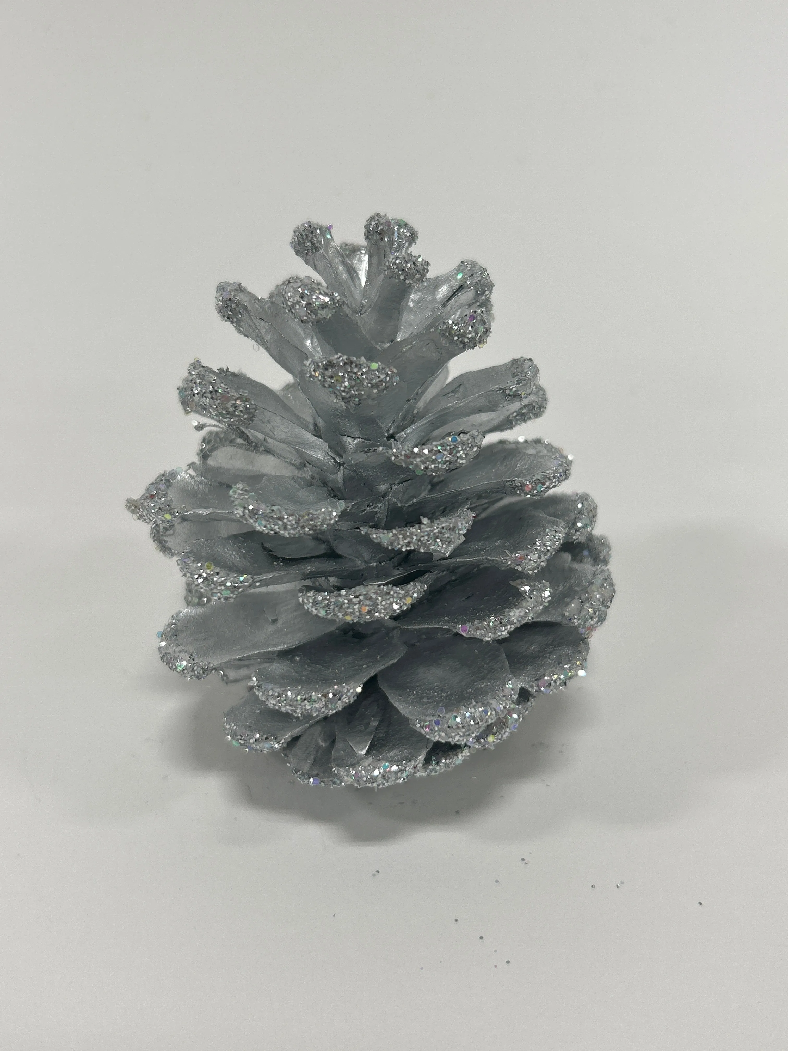 Austriaca Cones (2-3"), 5 Bags x 100 Pcs Case