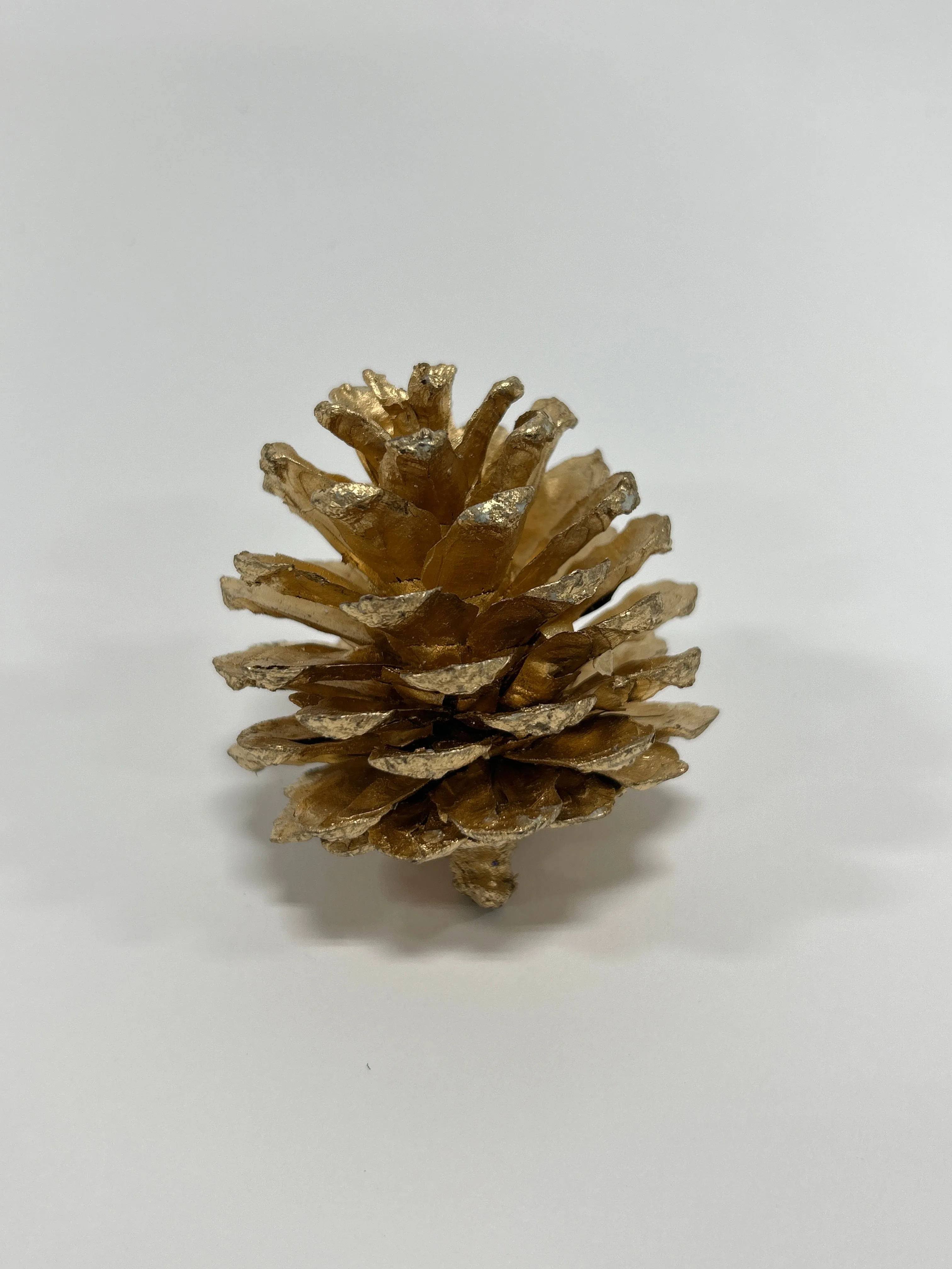 Austriaca Cones (2-3"), 5 Bags x 100 Pcs Case