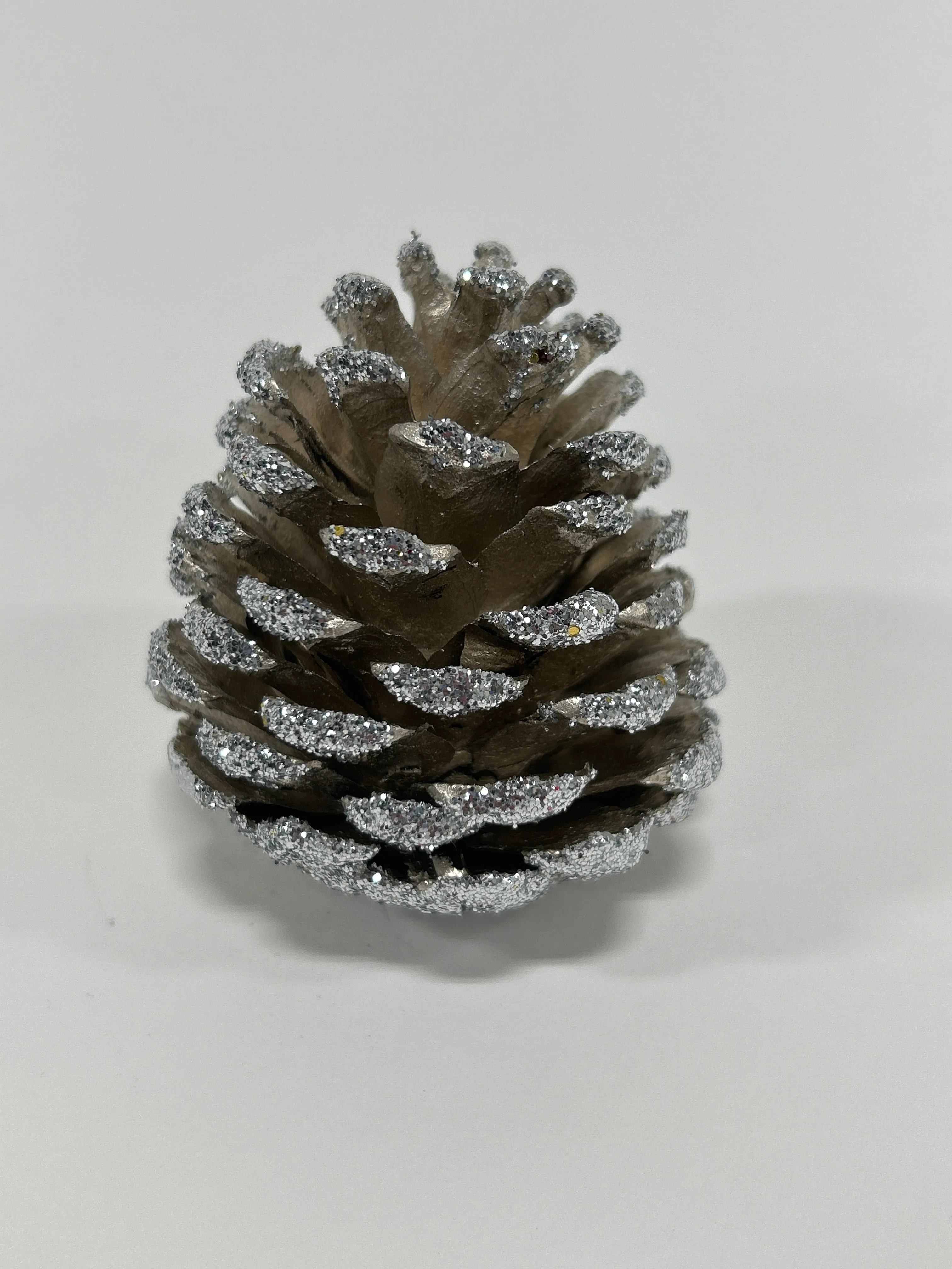 Austriaca Cones (2-3"), 5 Bags x 100 Pcs Case