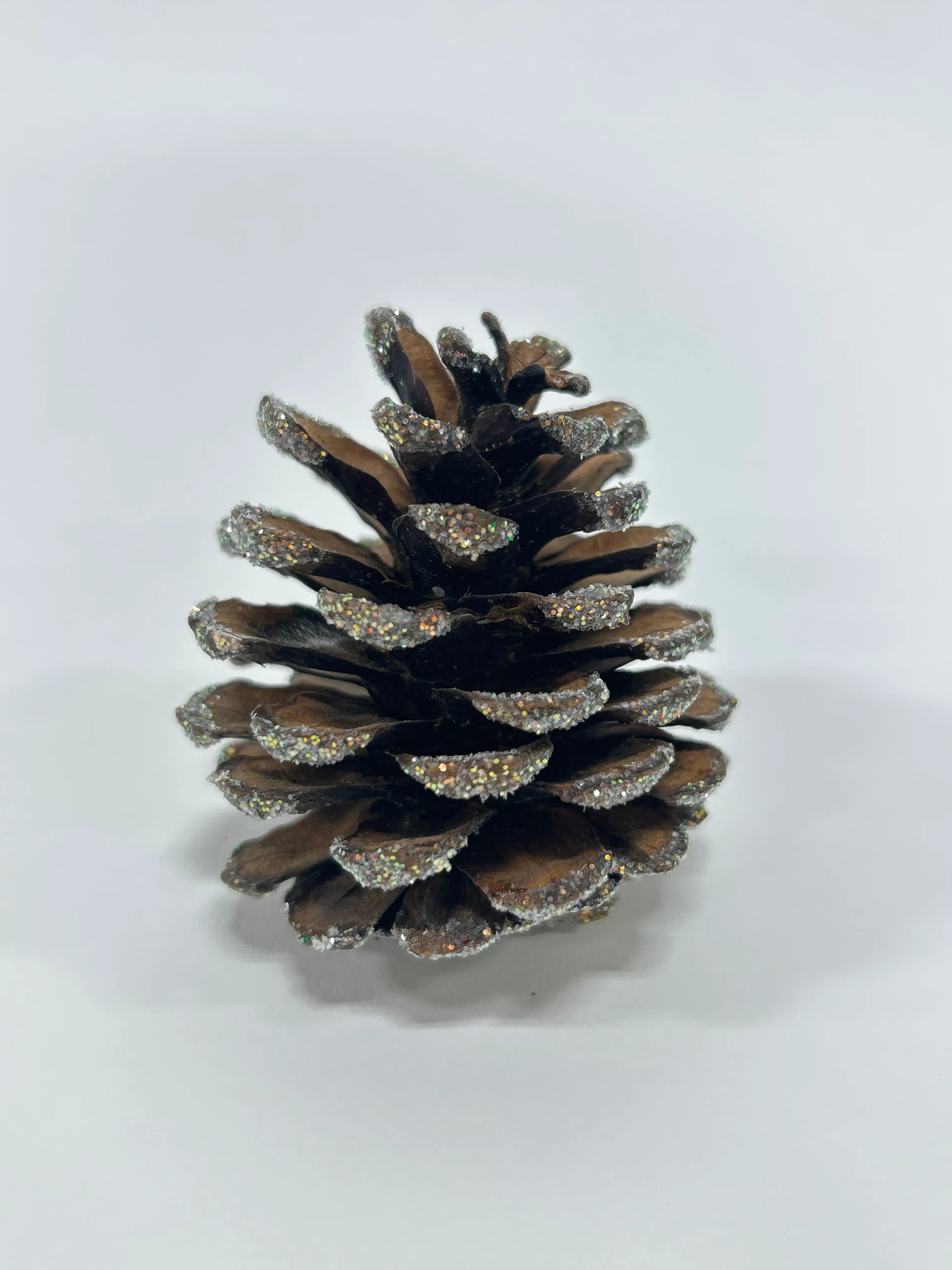 Austriaca Cones (2-3"), 5 Bags x 100 Pcs Case