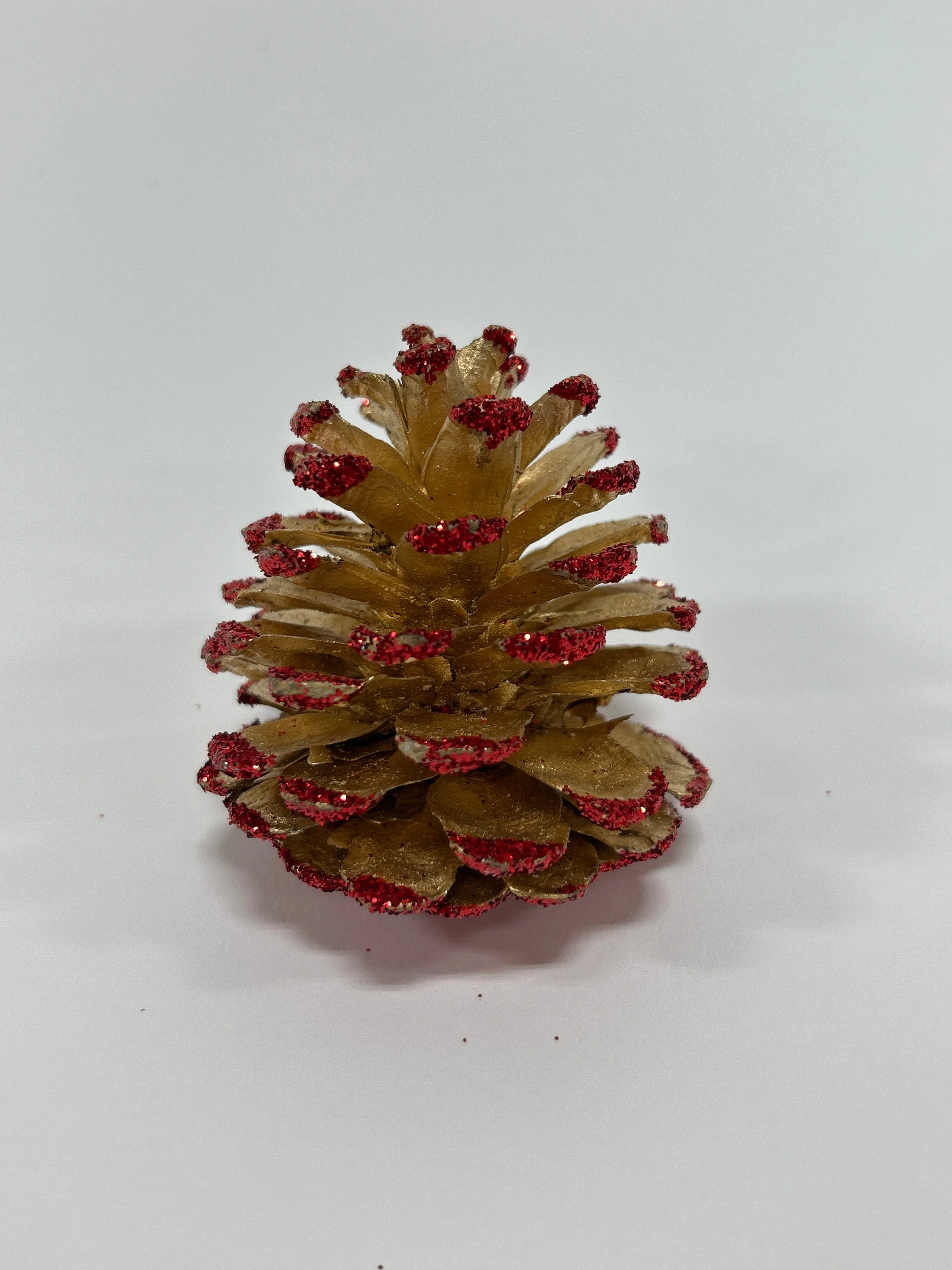 Austriaca Cones (2-3"), 5 Bags x 100 Pcs Case