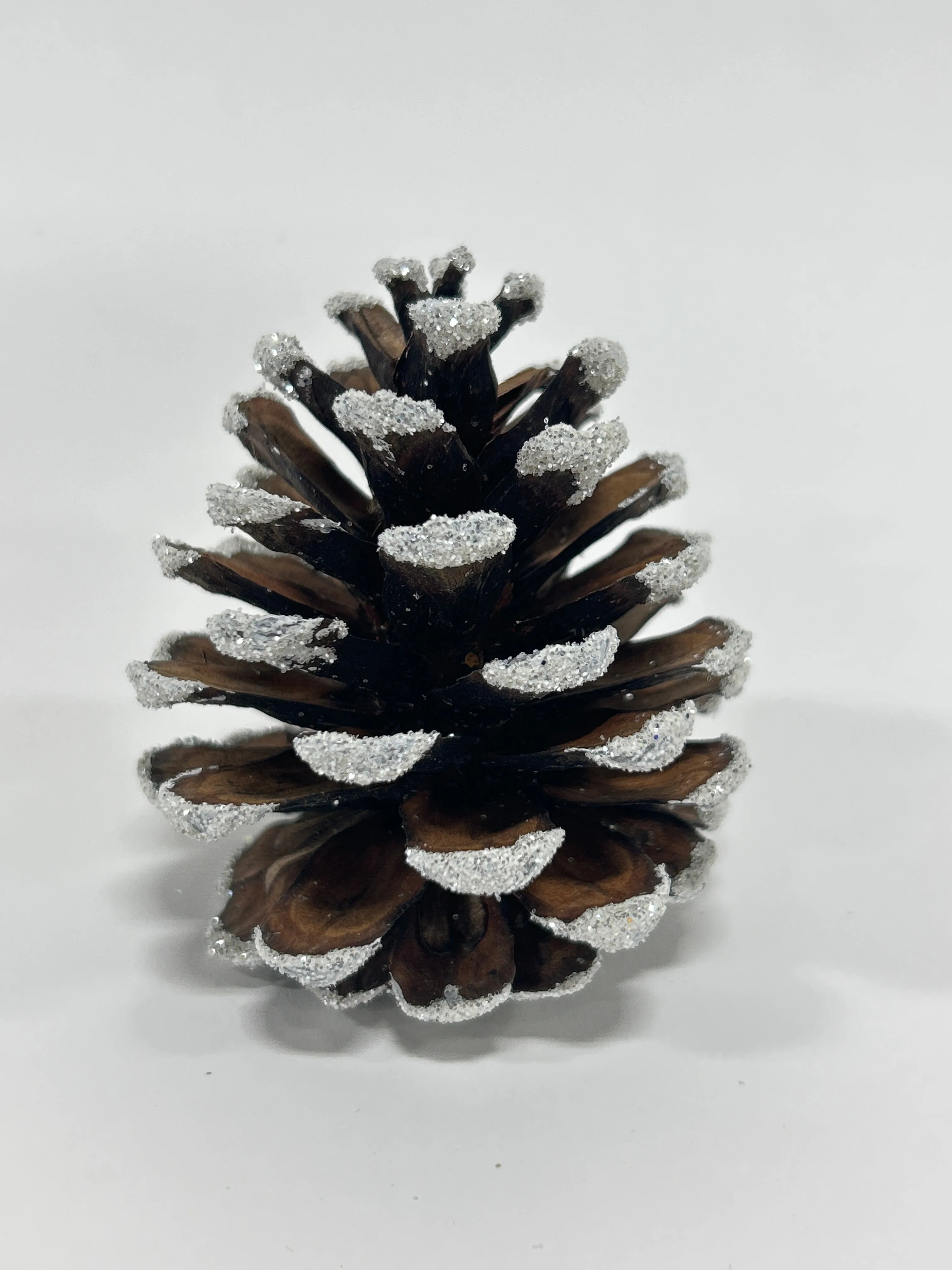 Austriaca Cones (2-3"), 5 Bags x 100 Pcs Case