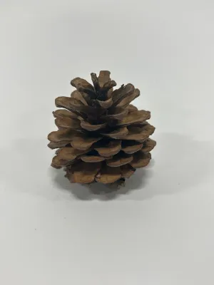 Austriaca Cones (2-3"), 5 Bags x 100 Pcs Case