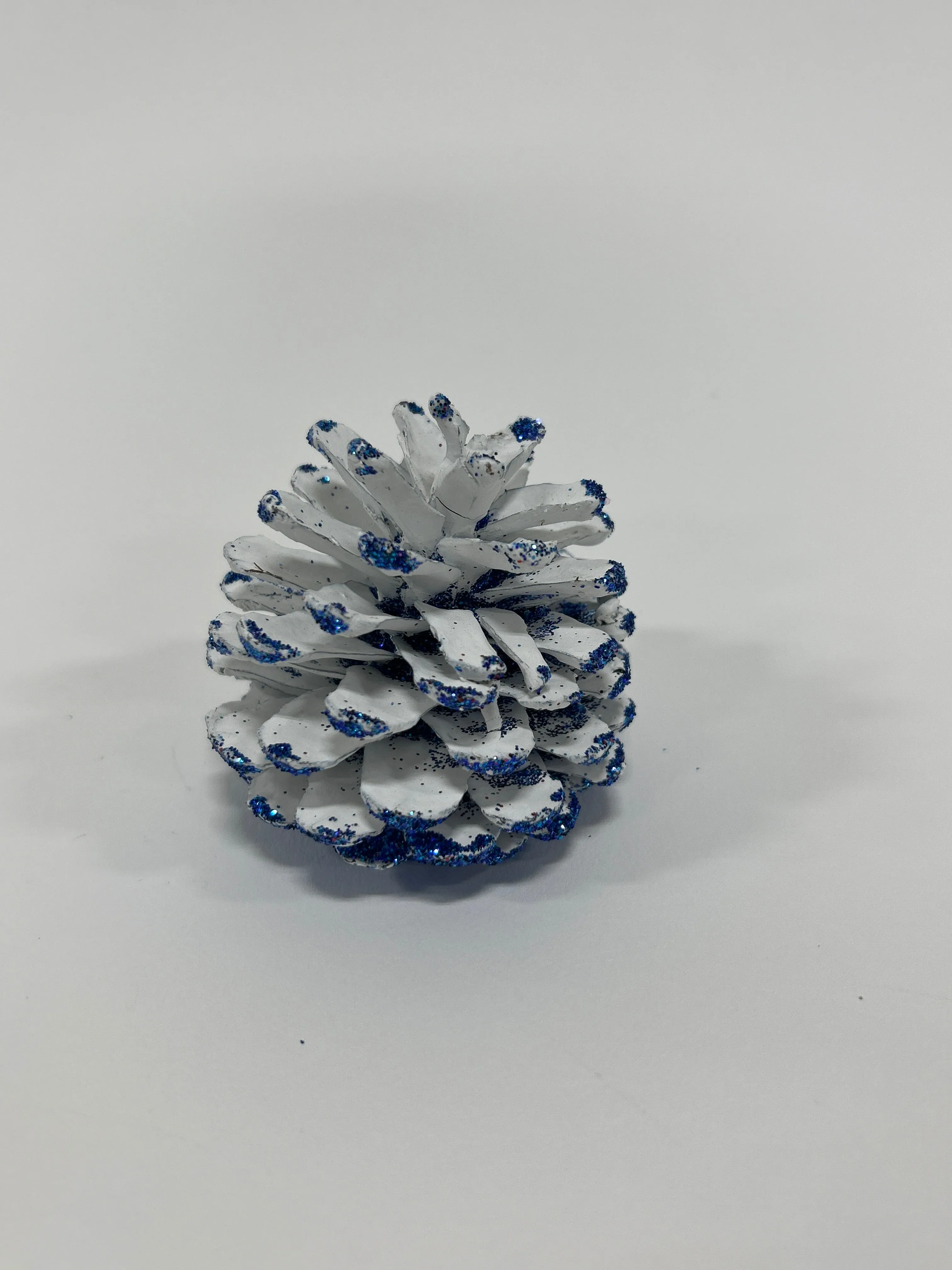 Austriaca Cones (2-3"), 5 Bags x 100 Pcs Case