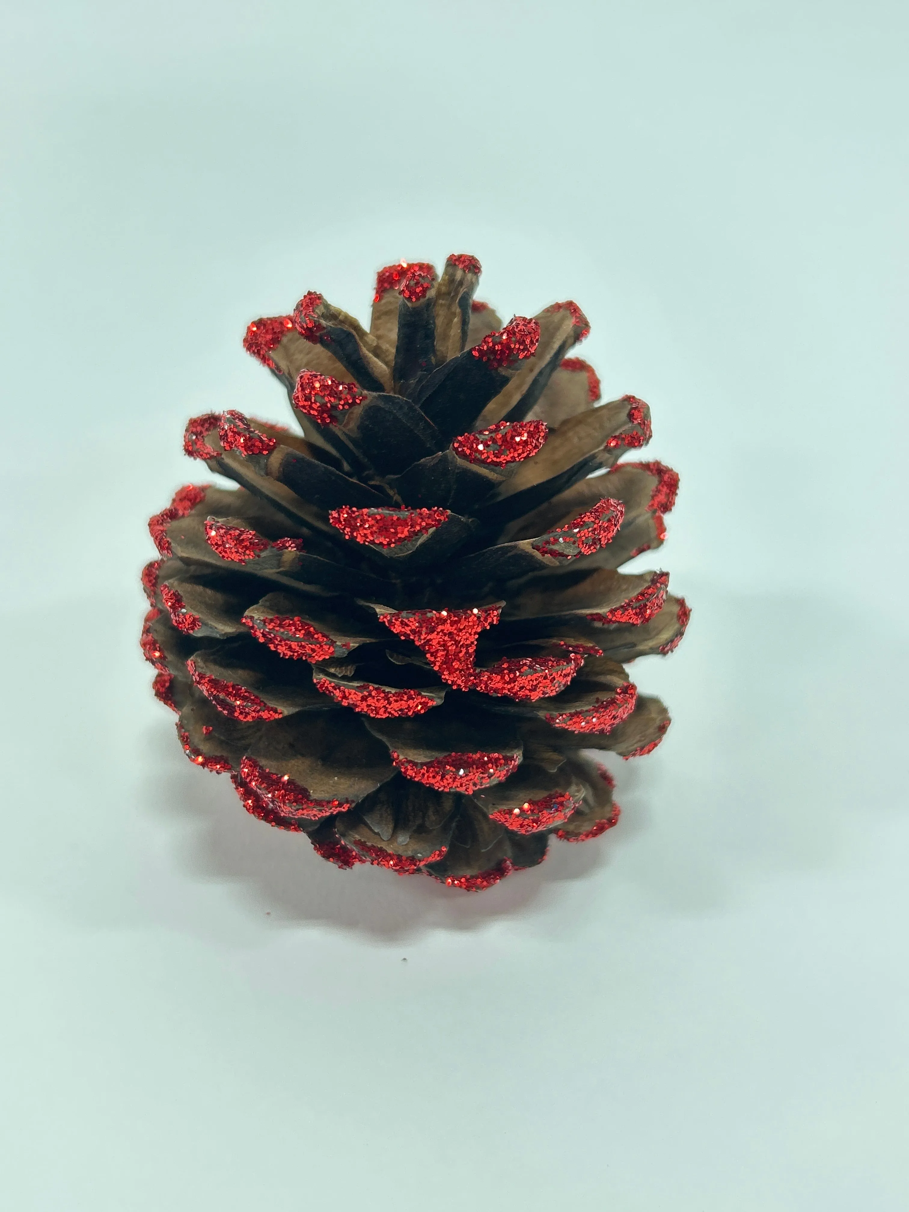 Austriaca Cones (2-3"), 5 Bags x 100 Pcs Case