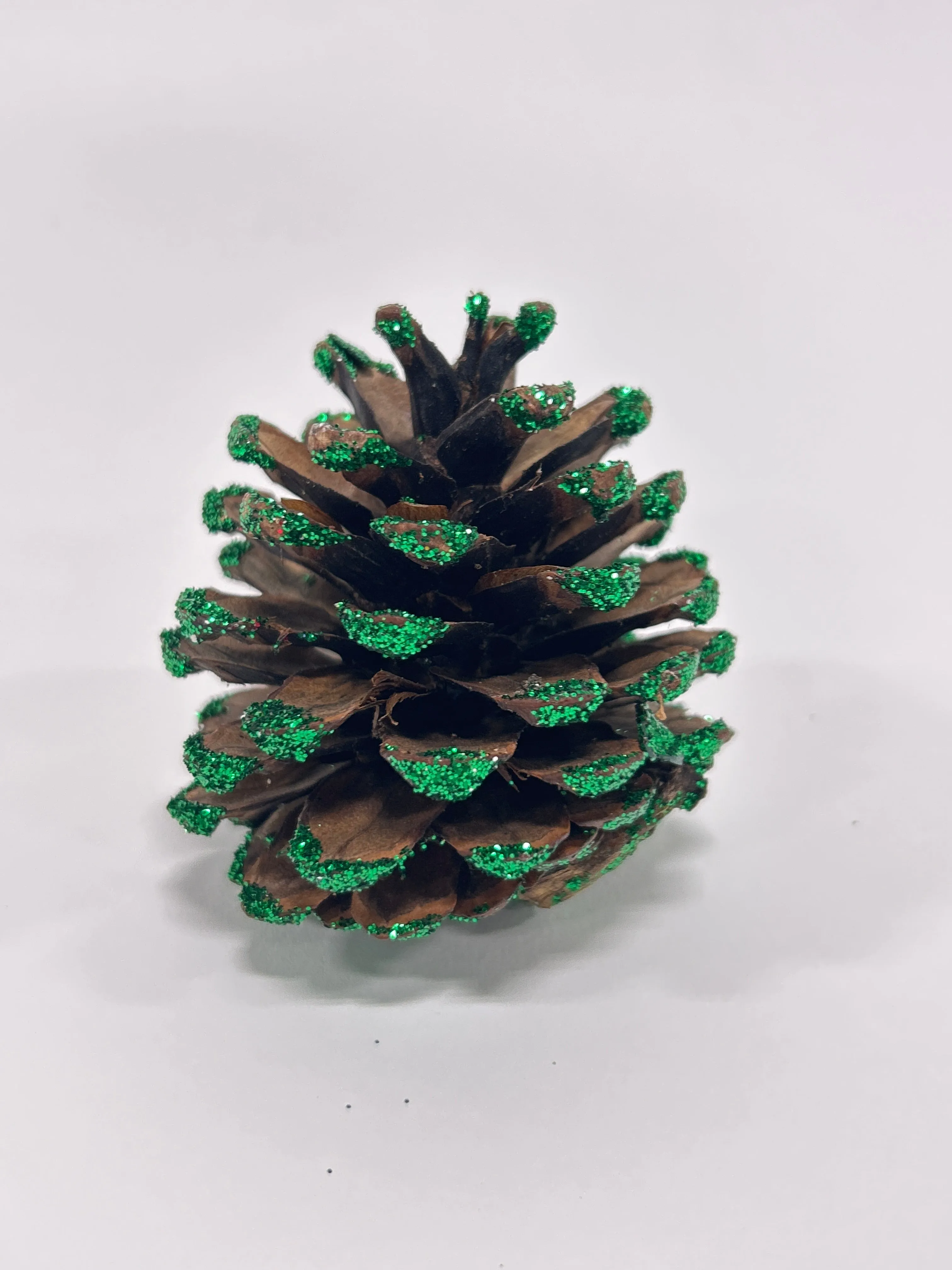 Austriaca Cones (2-3"), 5 Bags x 100 Pcs Case