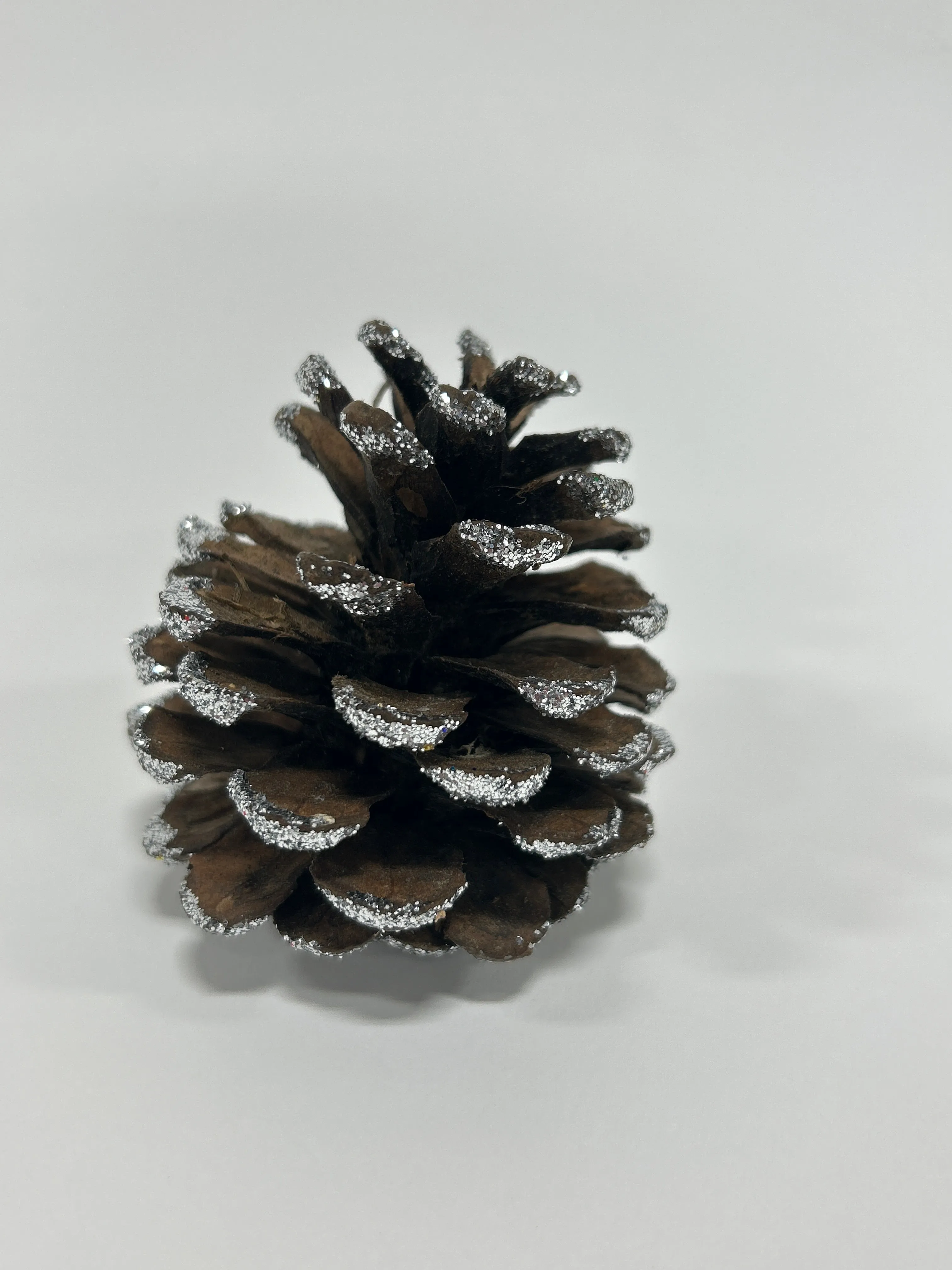 Austriaca Cones (2-3"), 5 Bags x 100 Pcs Case