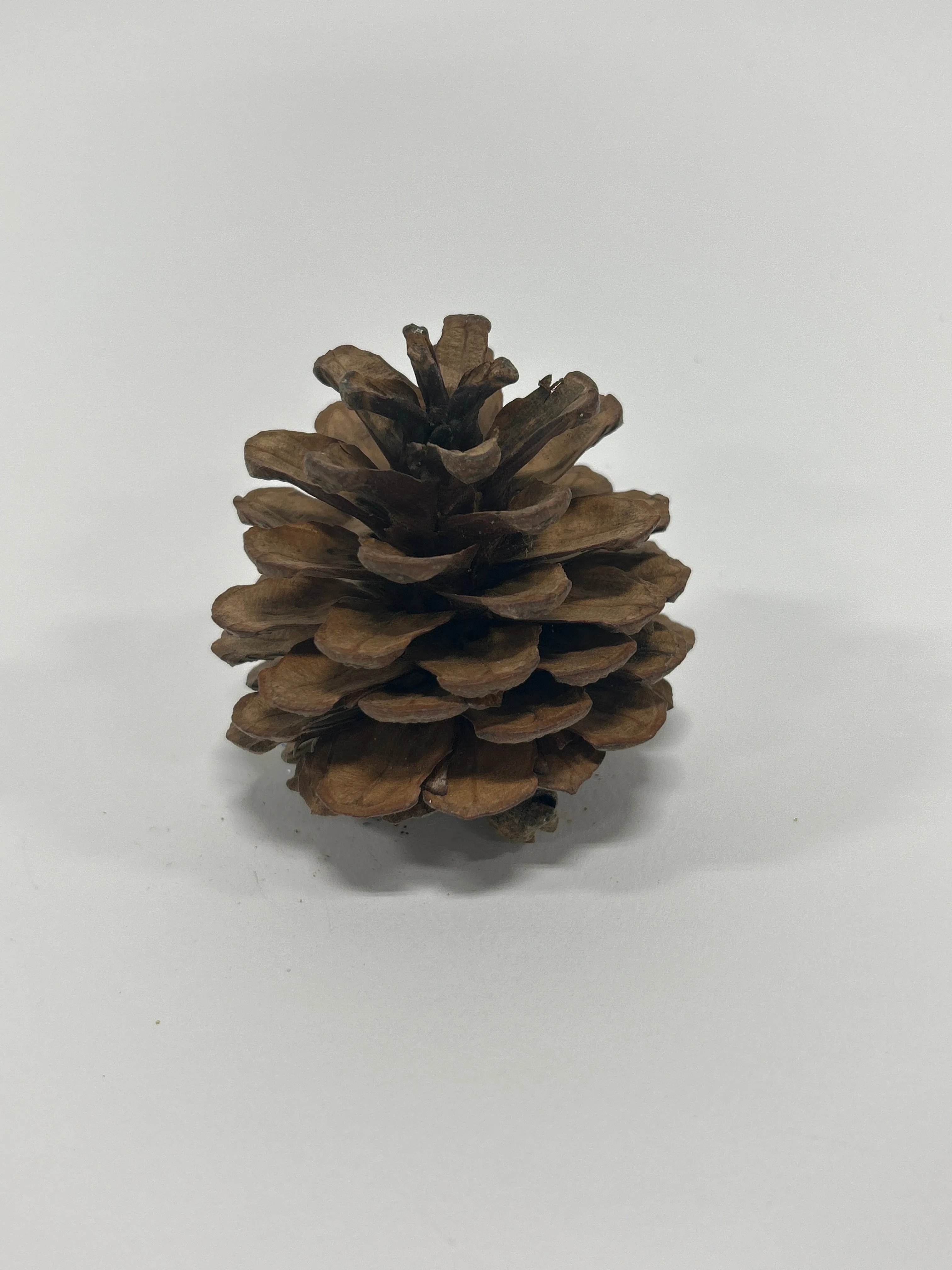 Austriaca Cones (2-3"), 5 Bags x 100 Pcs Case