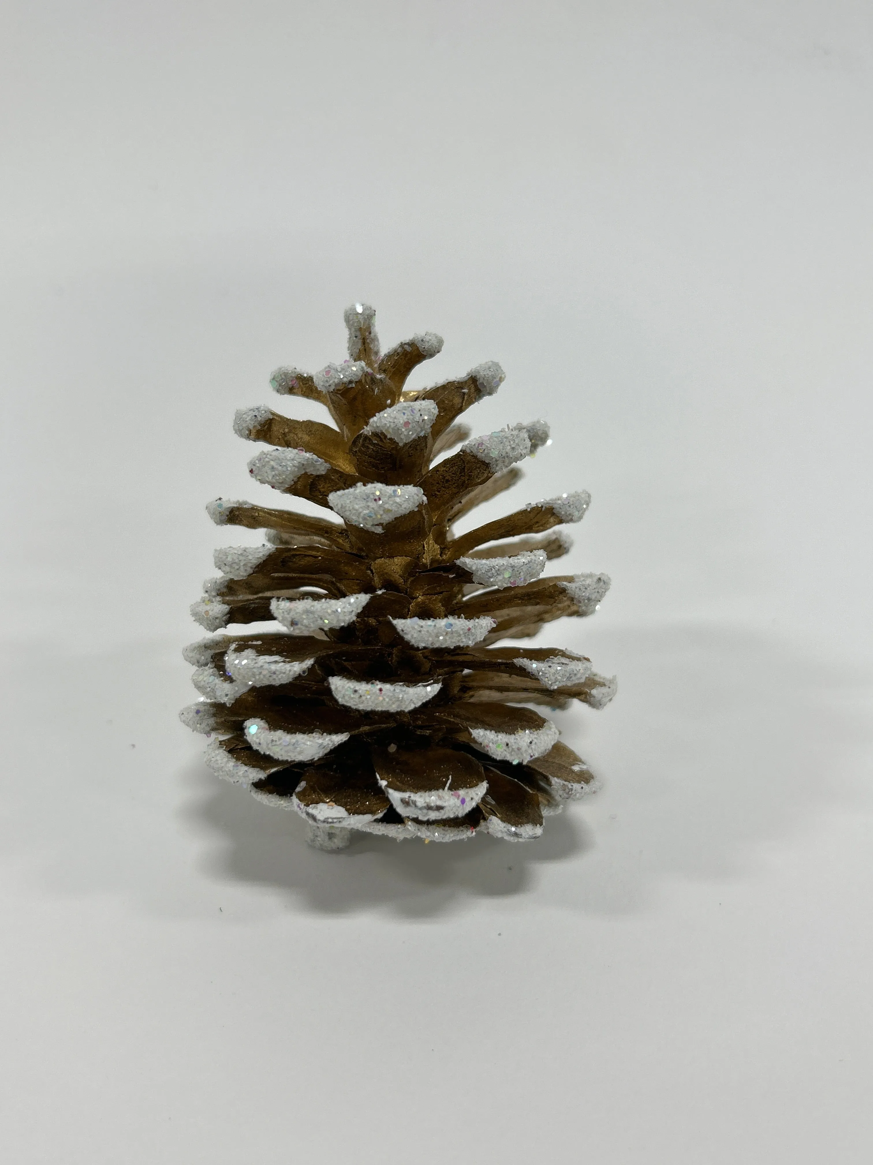 Austriaca Cones (2-3"), 5 Bags x 100 Pcs Case