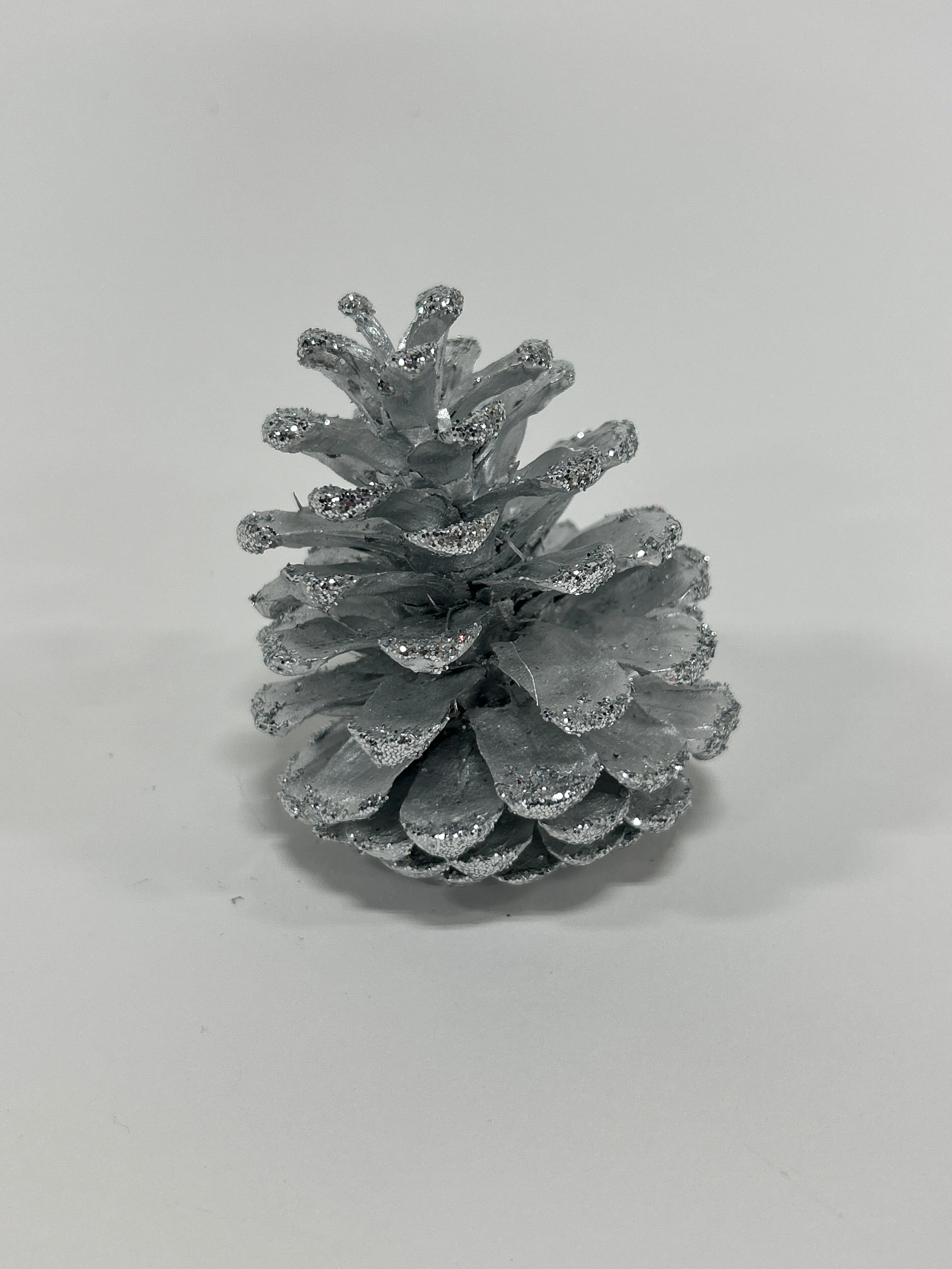 Austriaca Cones (2-3"), 5 Bags x 100 Pcs Case