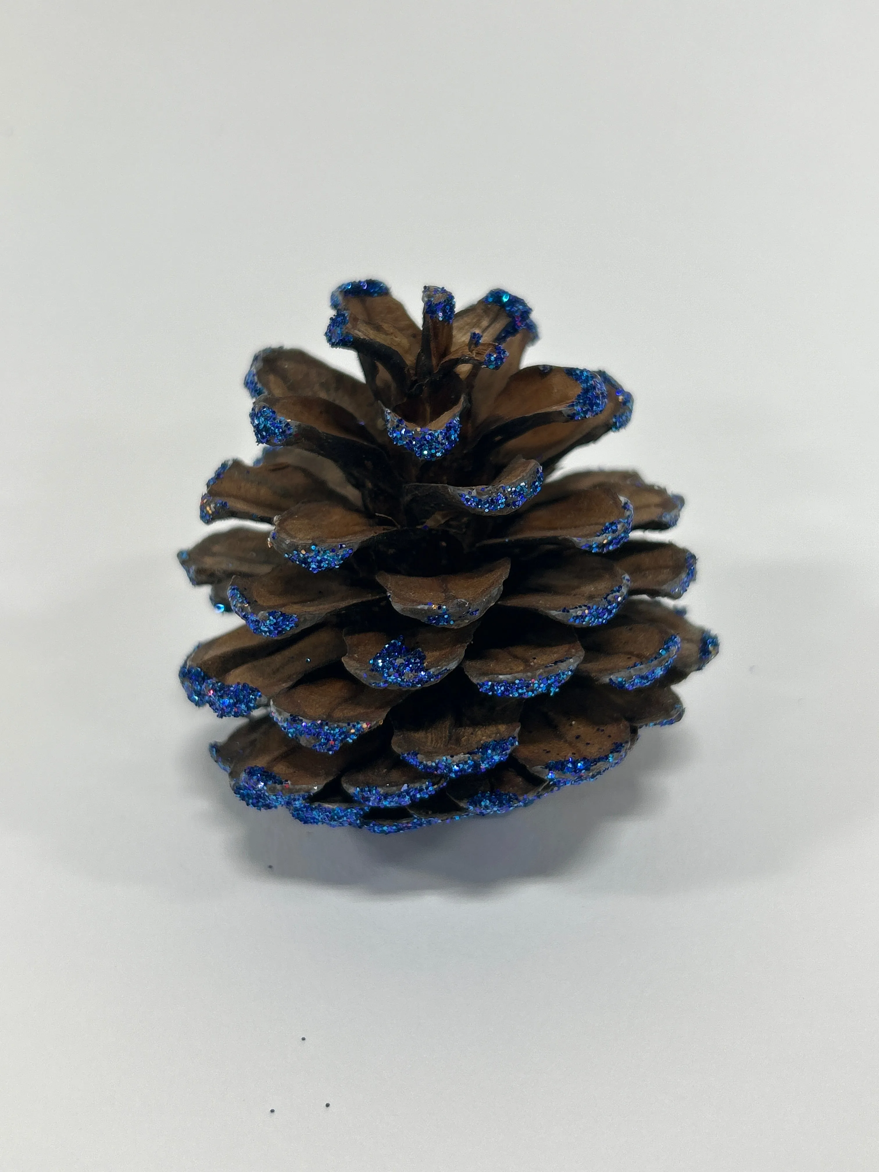 Austriaca Cones (2-3"), 5 Bags x 100 Pcs Case