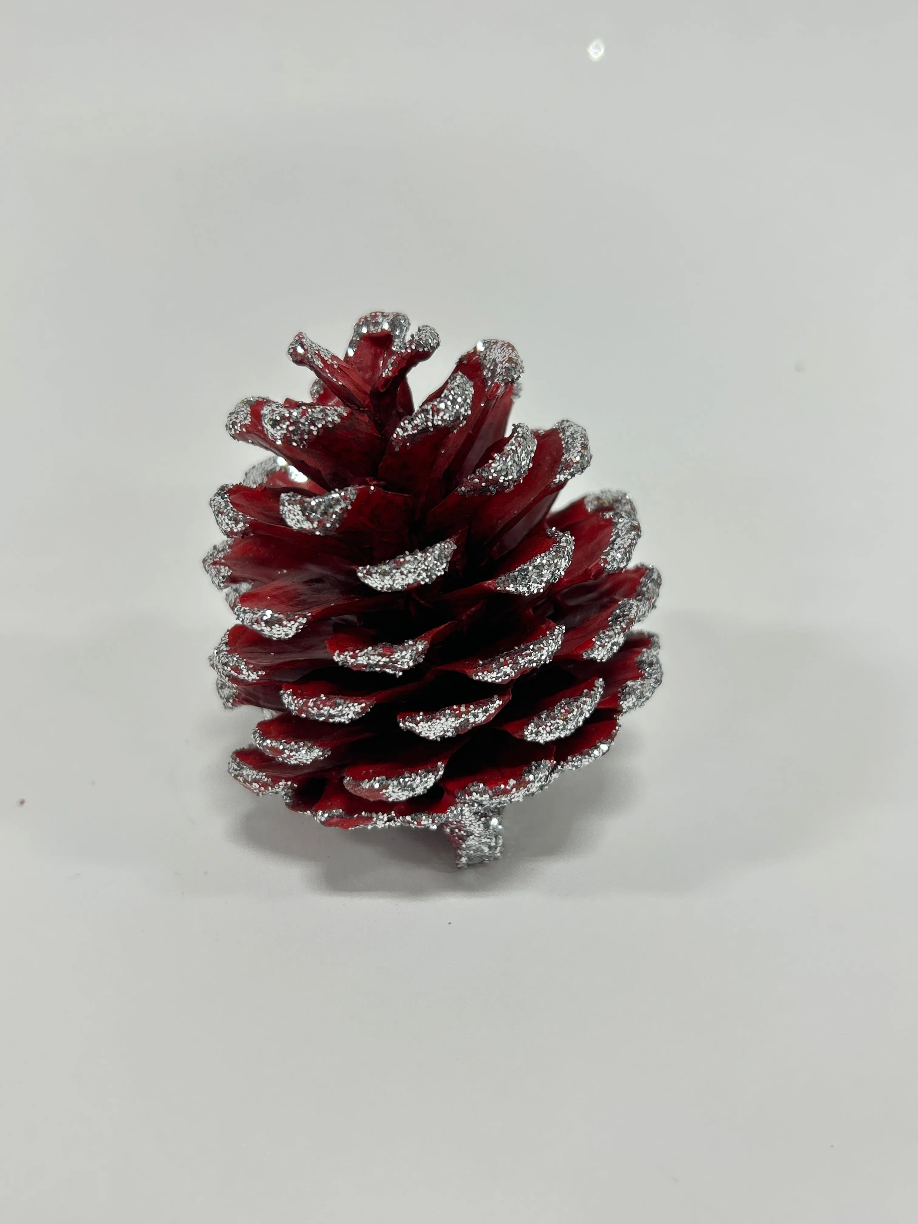 Austriaca Cones (2-3"), 5 Bags x 100 Pcs Case