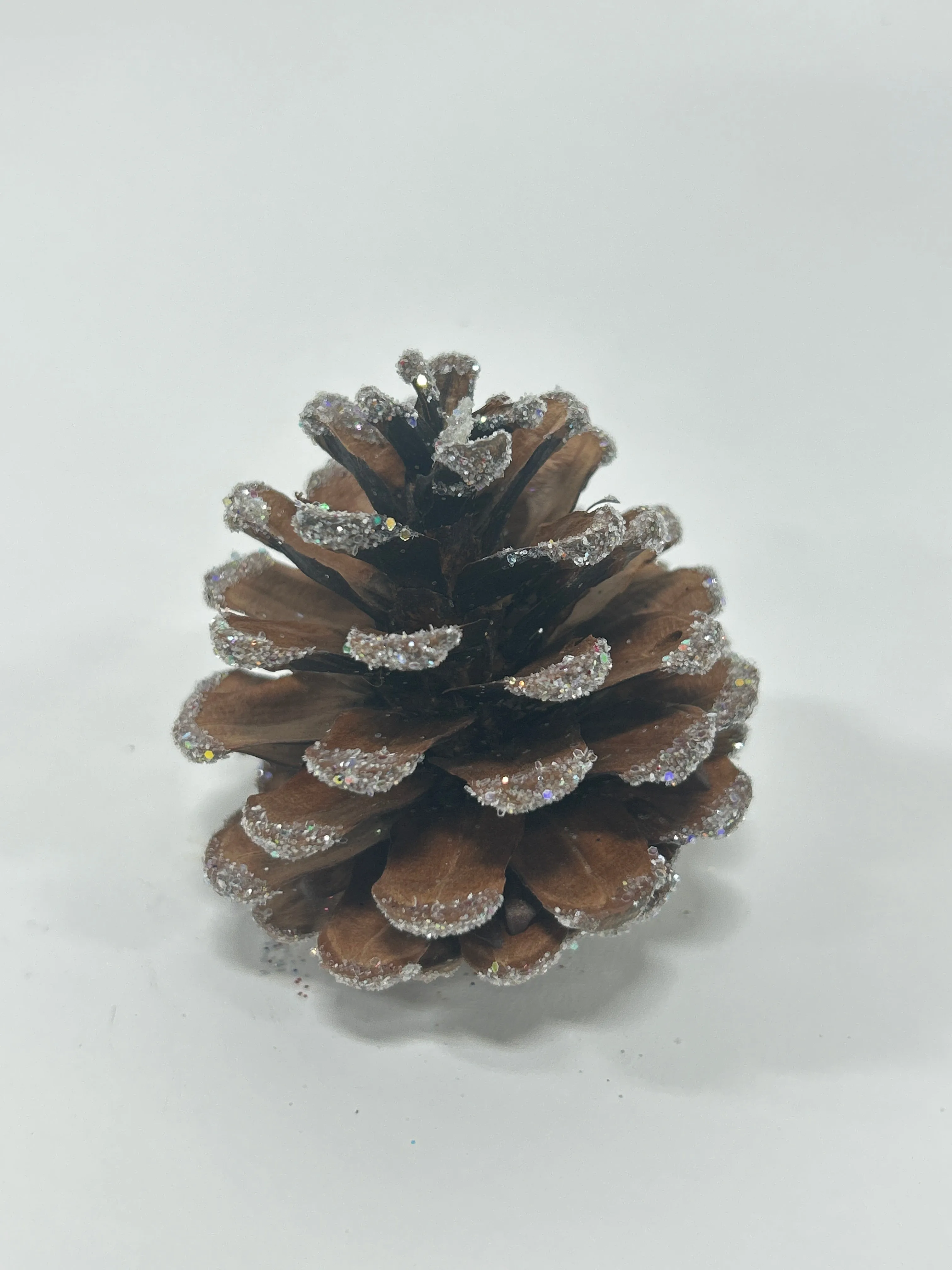 Austriaca Cones (2-3"), 5 Bags x 100 Pcs Case