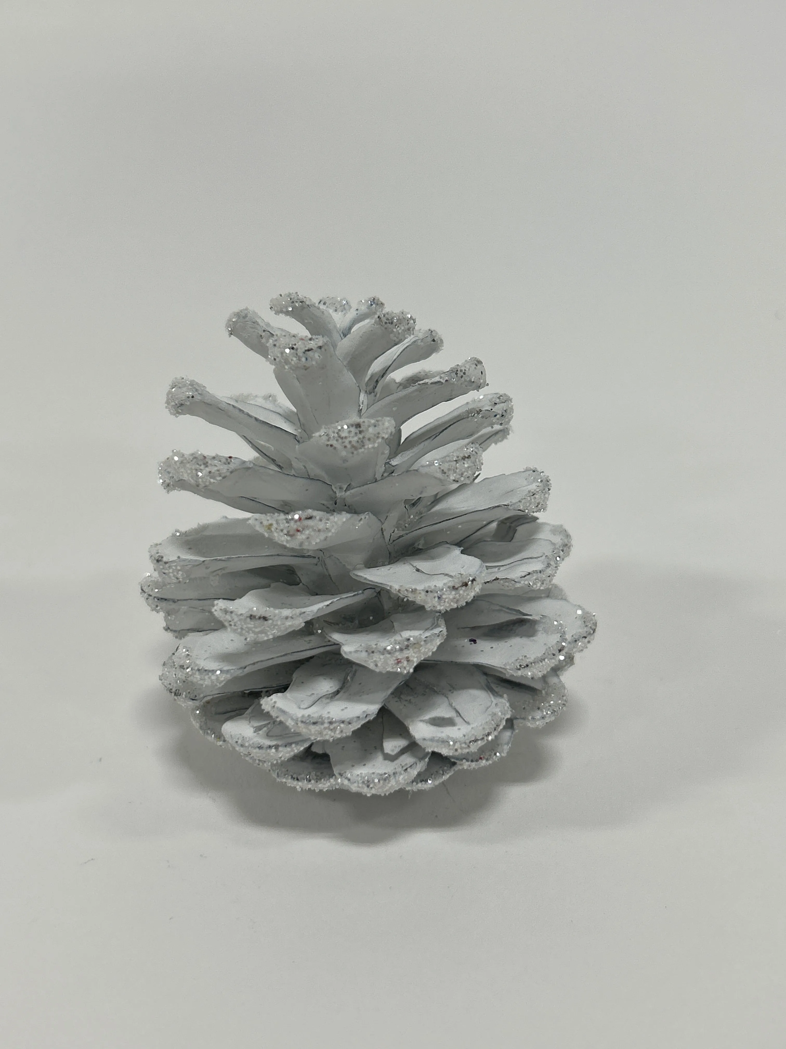 Austriaca Cones (2-3"), 5 Bags x 100 Pcs Case