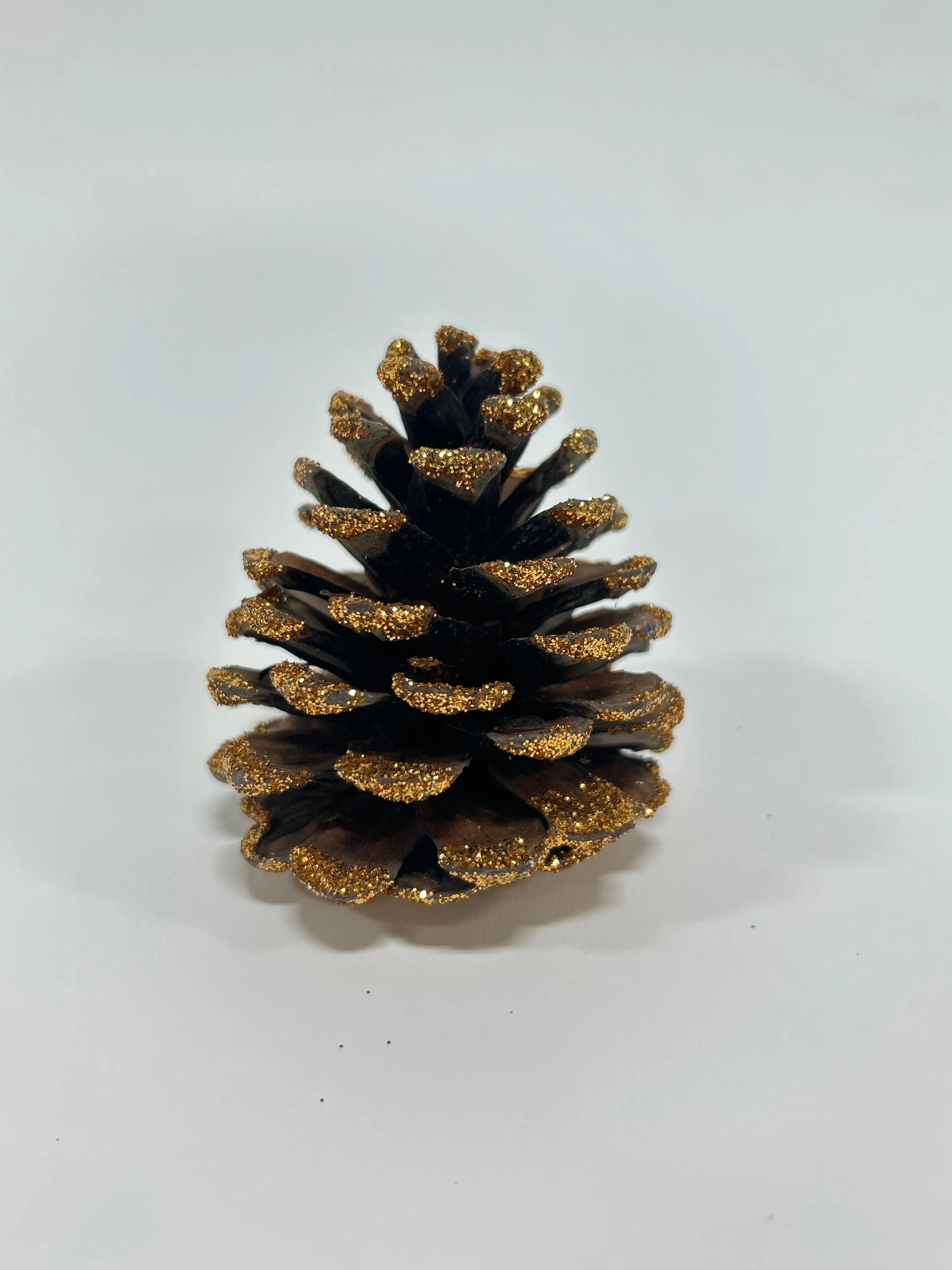 Austriaca Cones (2-3"), 5 Bags x 100 Pcs Case