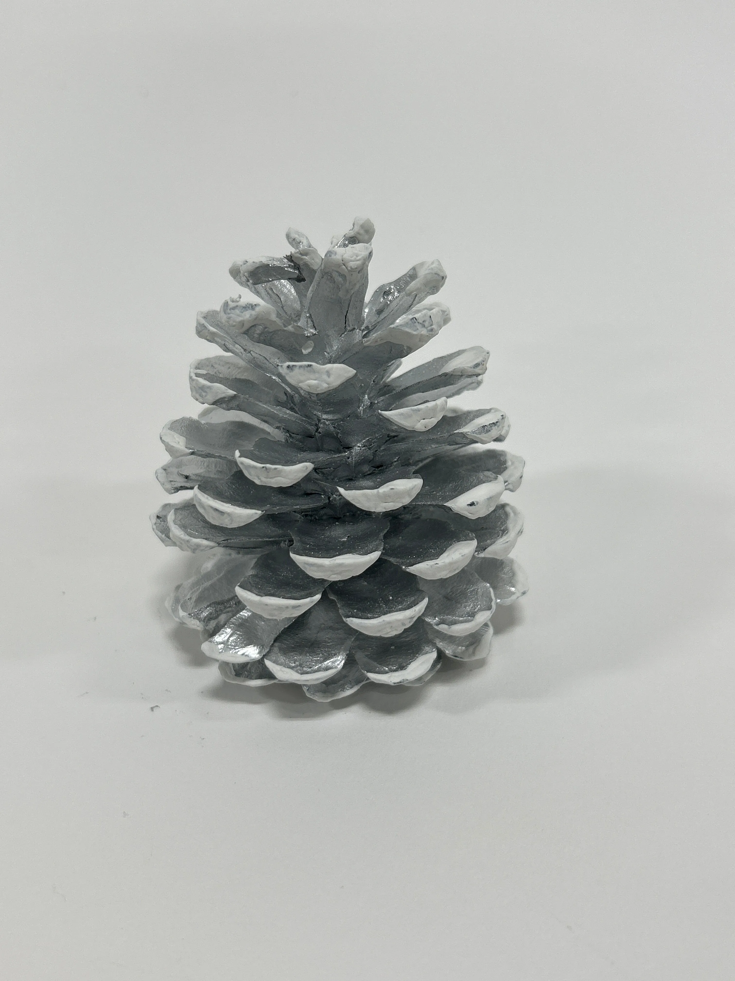 Austriaca Cones (2-3"), 5 Bags x 100 Pcs Case