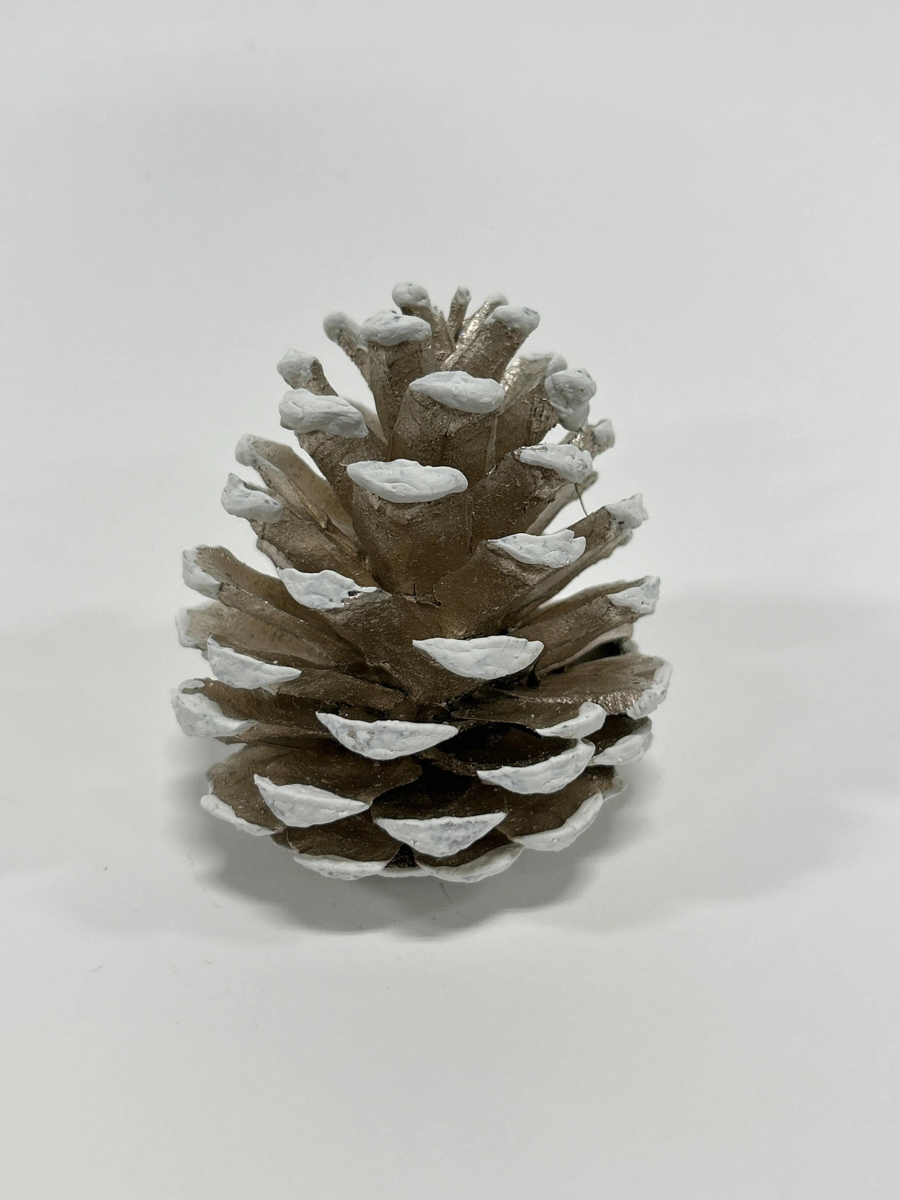Austriaca Cones (2-3"), 5 Bags x 100 Pcs Case