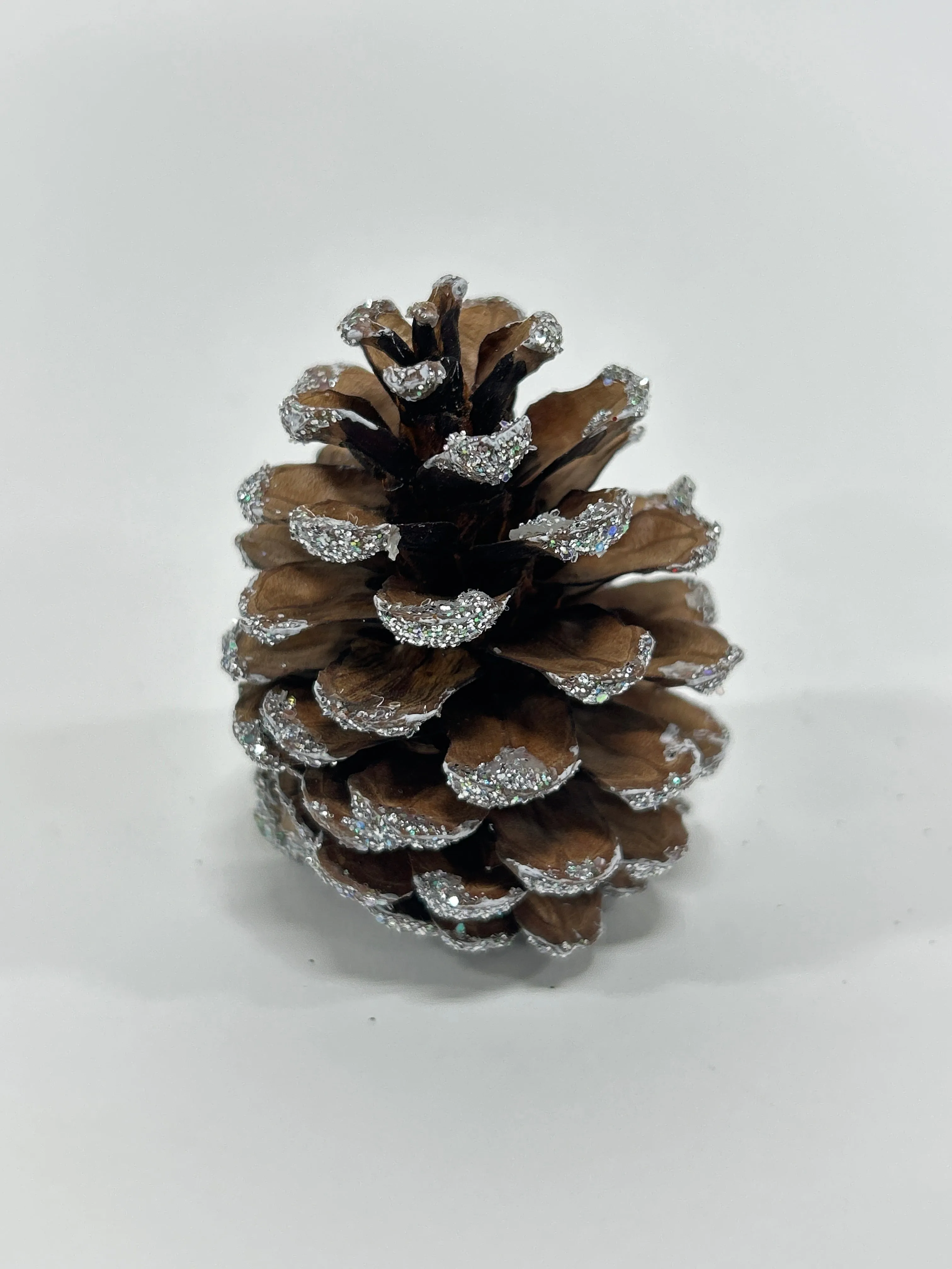 Austriaca Cones (2-3"), 5 Bags x 100 Pcs Case
