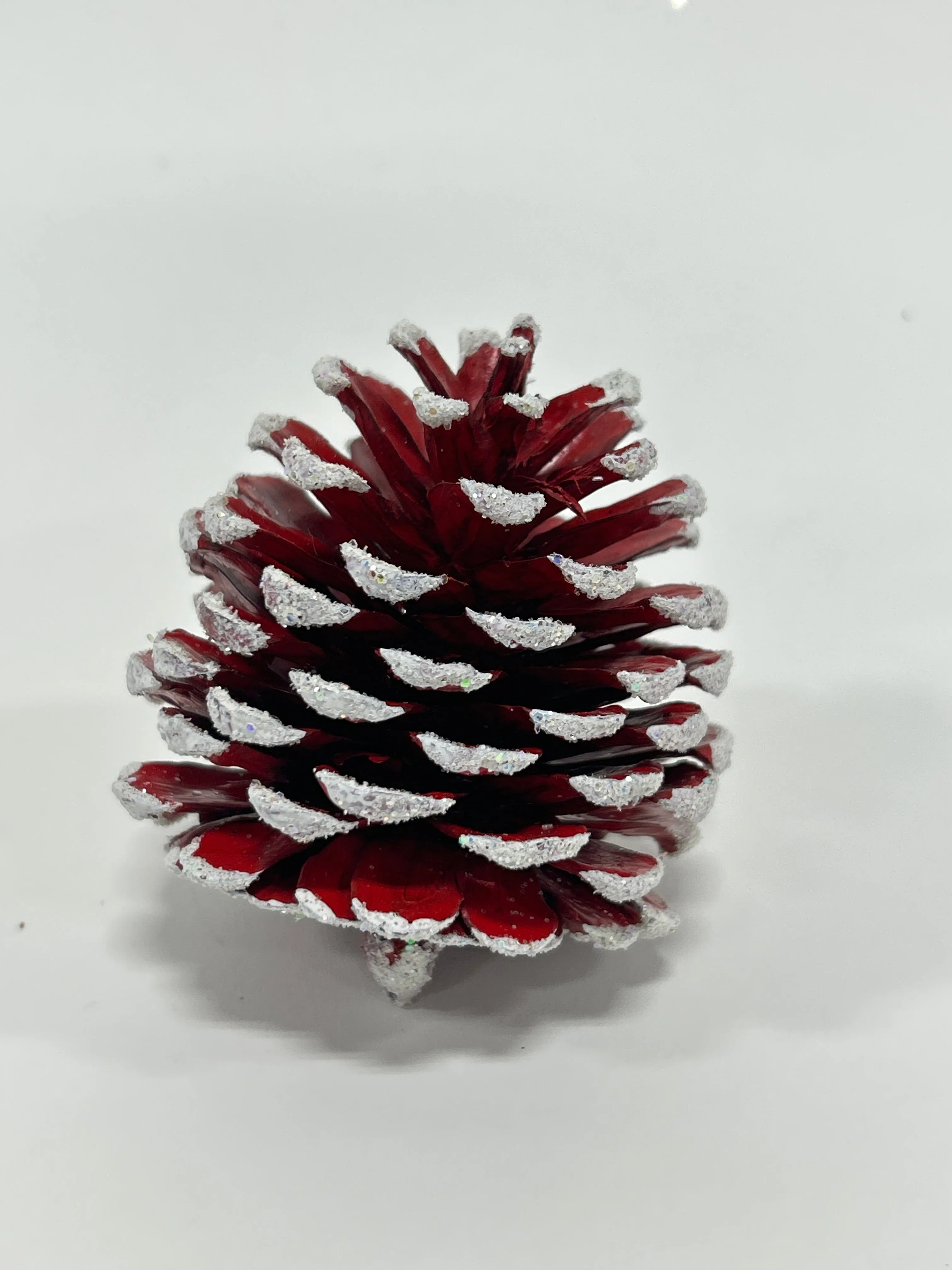 Austriaca Cones (2-3"), 5 Bags x 100 Pcs Case