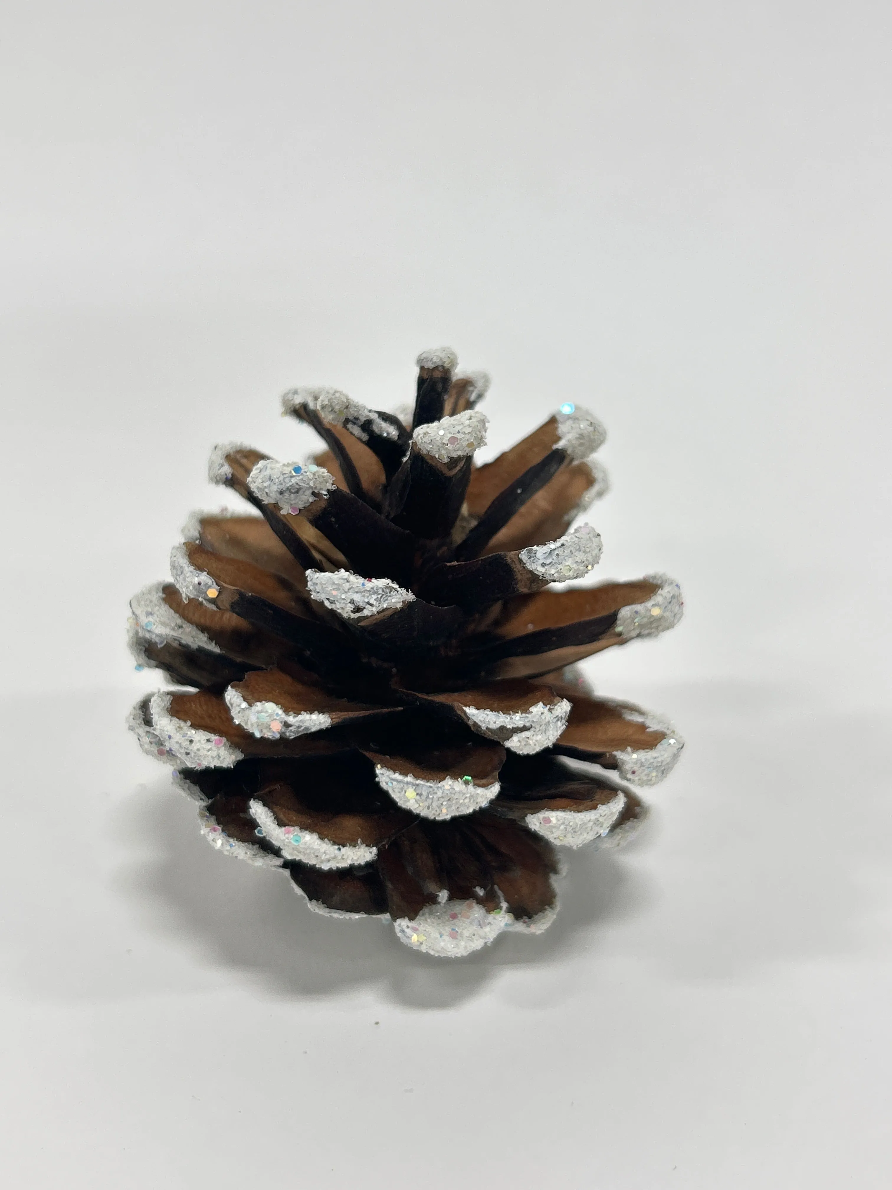 Austriaca Cones (2-3"), 5 Bags x 100 Pcs Case