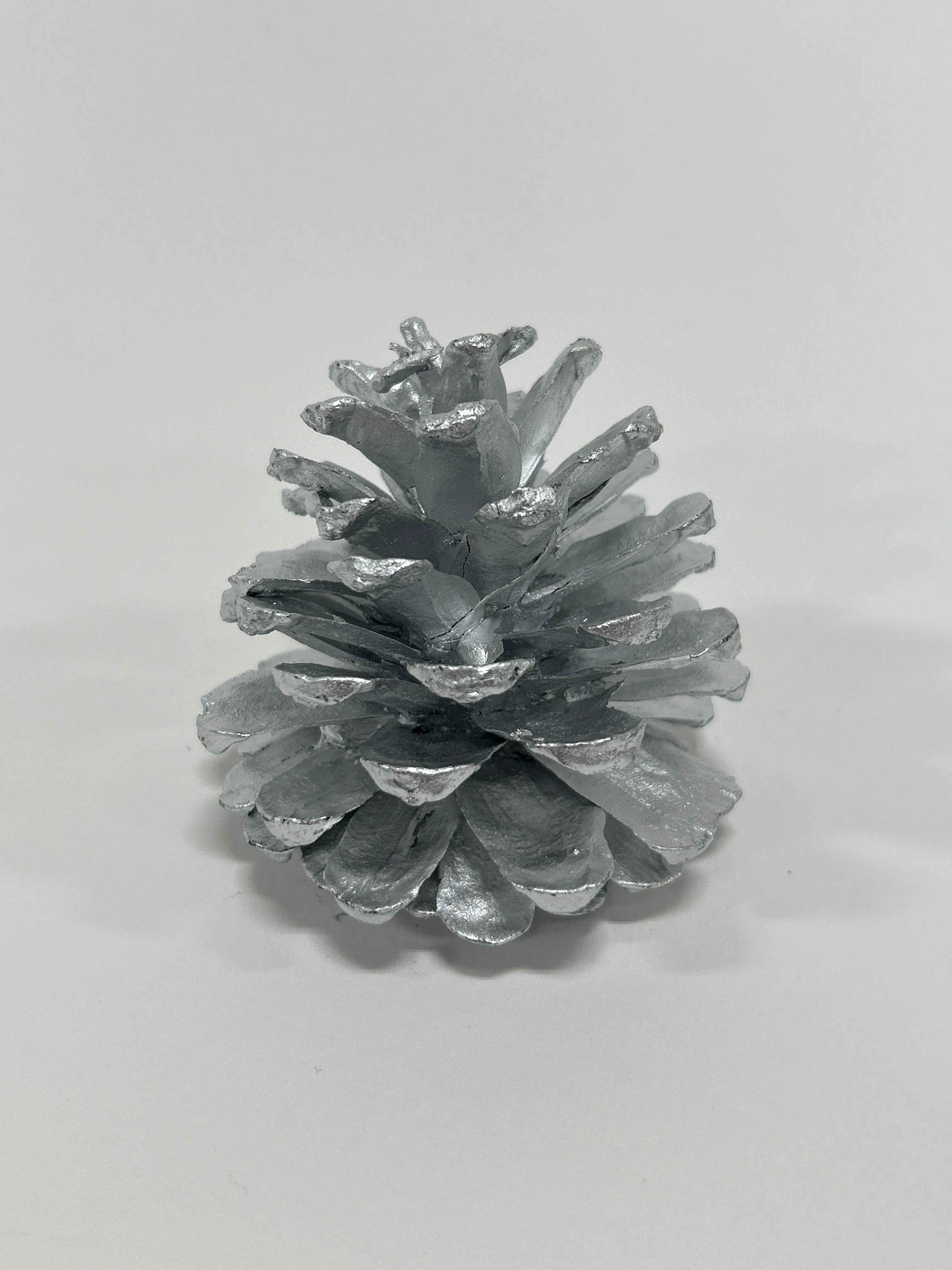 Austriaca Cones (2-3"), 5 Bags x 100 Pcs Case
