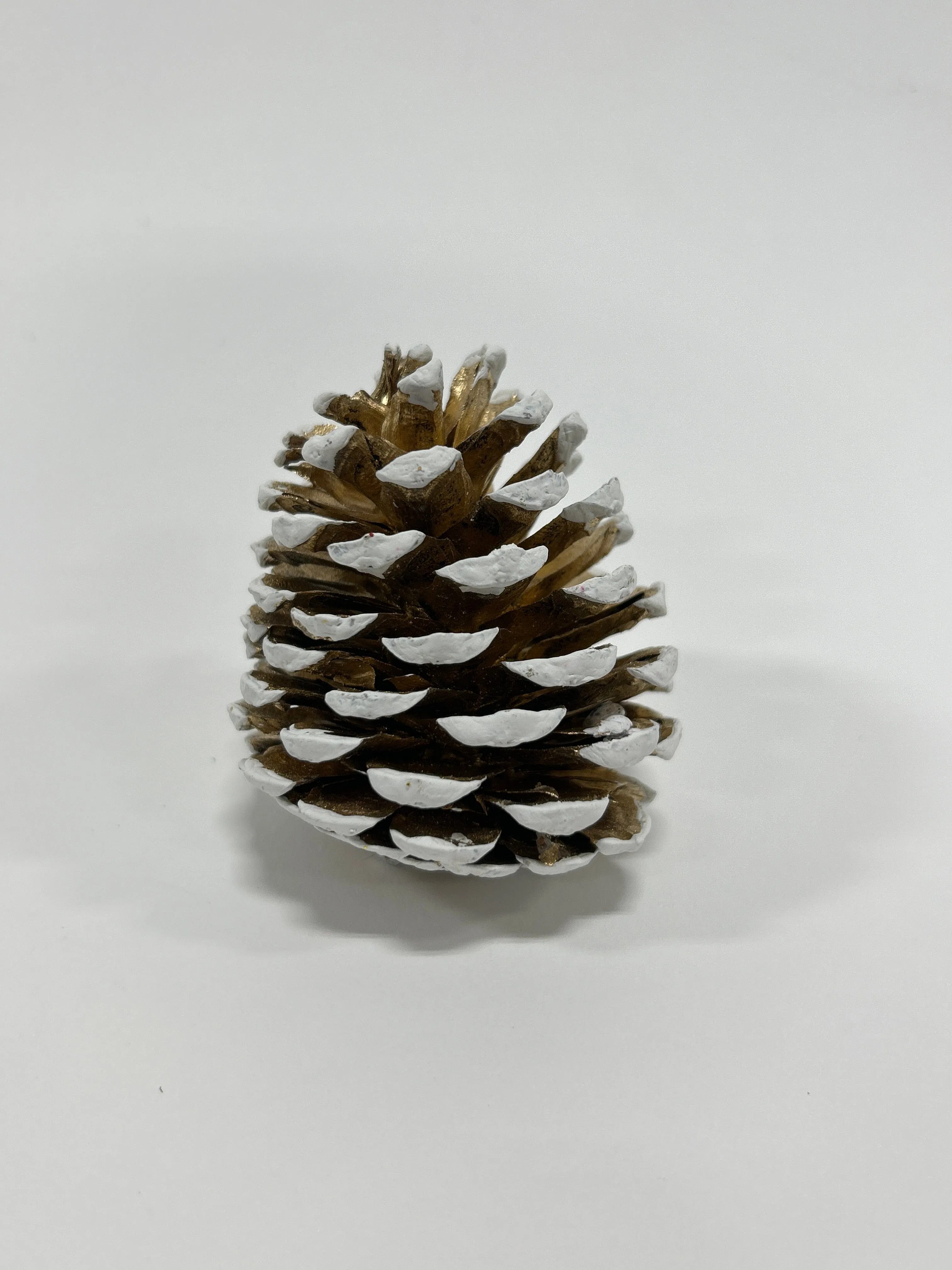 Austriaca Cones (2-3"), 5 Bags x 100 Pcs Case