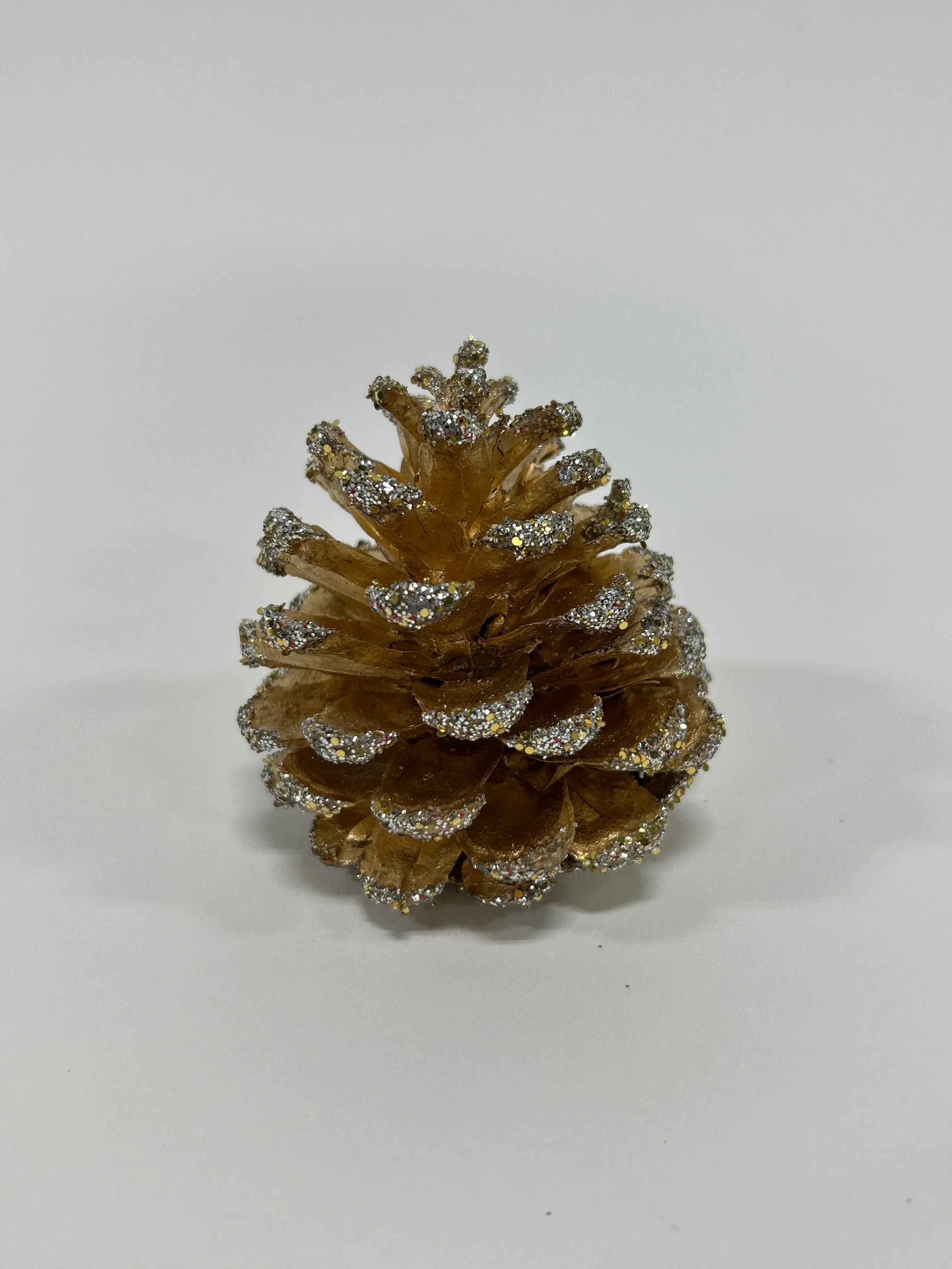 Austriaca Cones (2-3"), 5 Bags x 100 Pcs Case