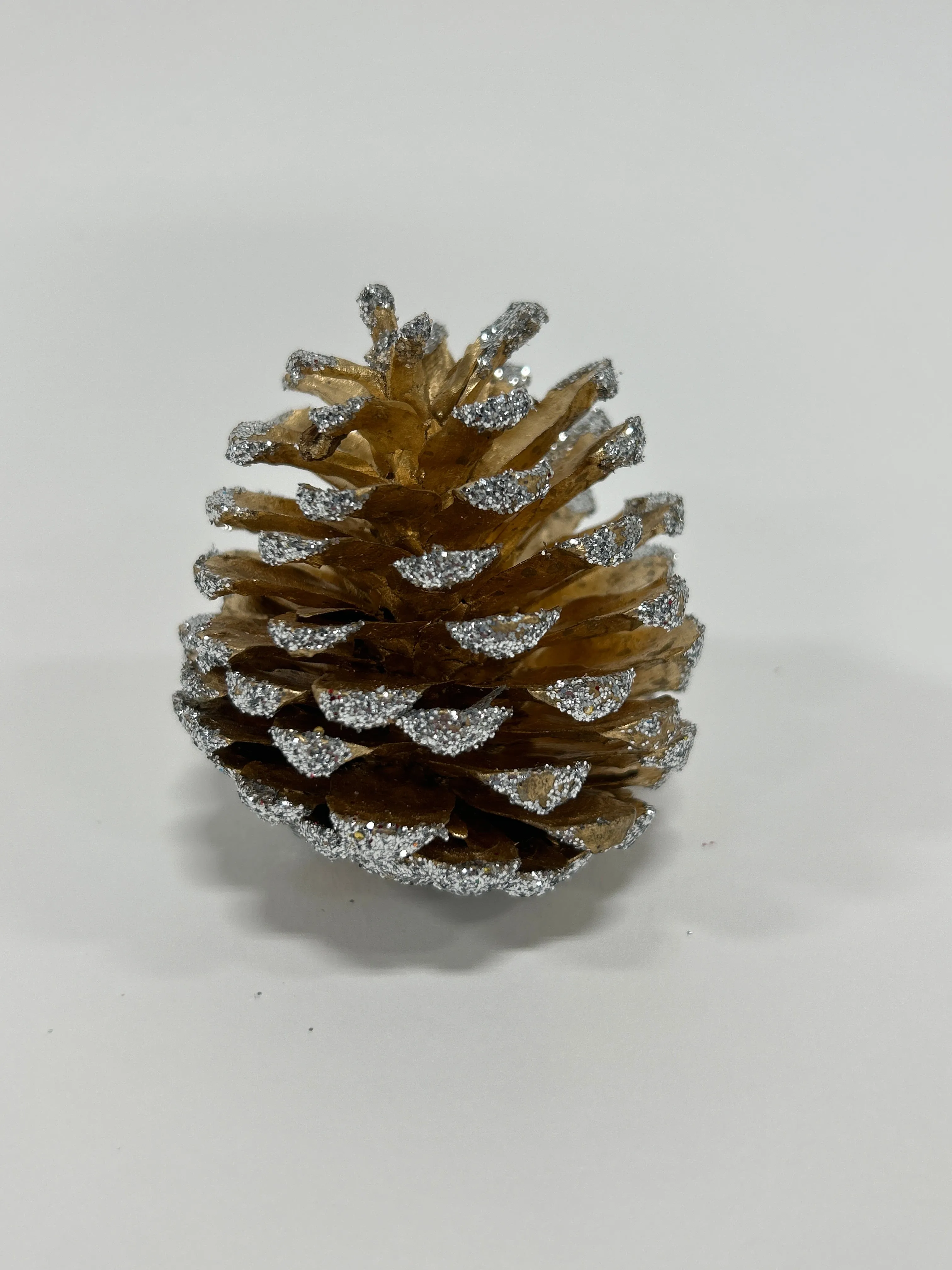 Austriaca Cones (2-3"), 5 Bags x 100 Pcs Case