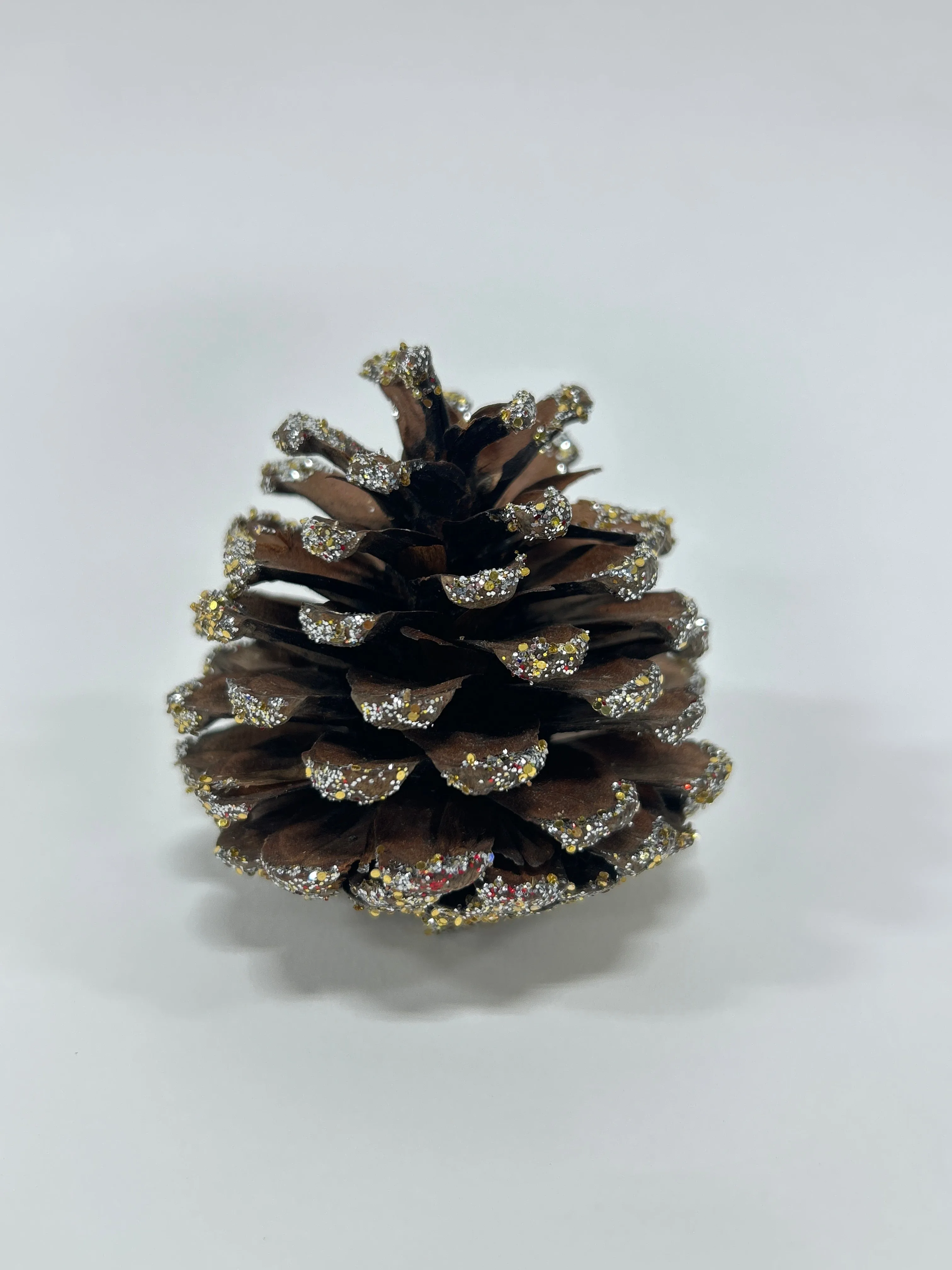 Austriaca Cones (2-3"), 5 Bags x 100 Pcs Case