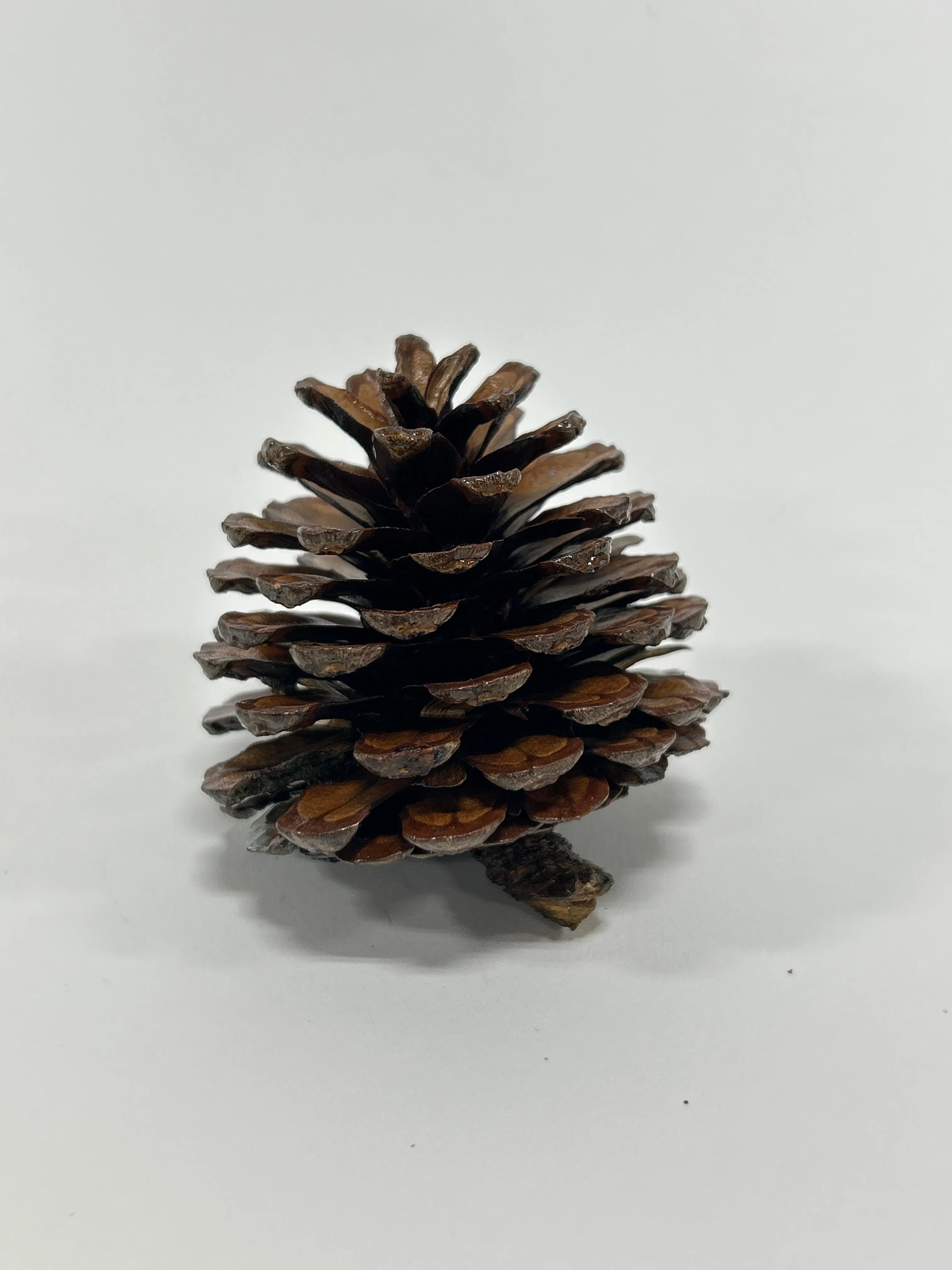 Austriaca Cones (2-3"), 5 Bags x 100 Pcs Case