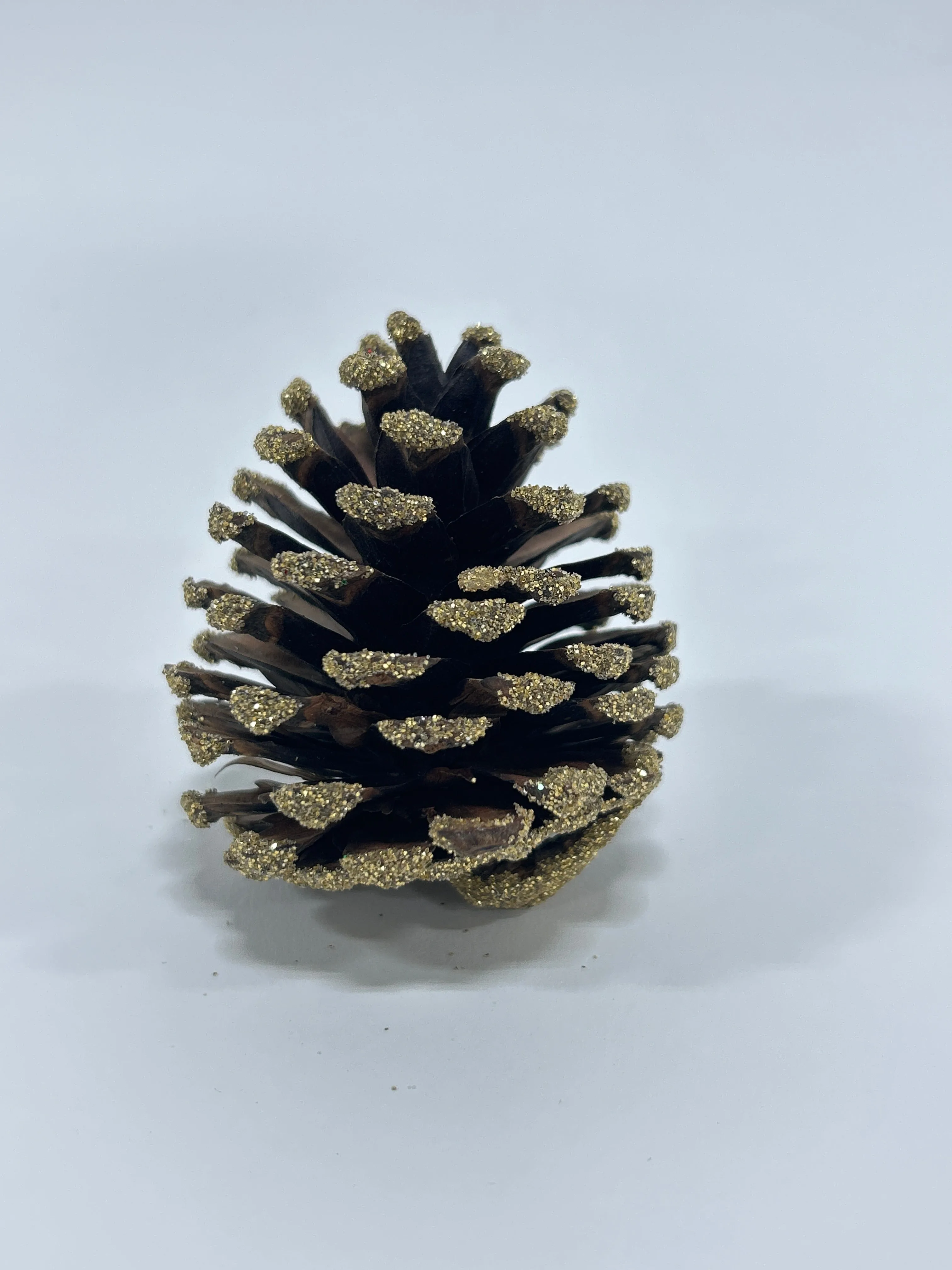 Austriaca Cones (2-3"), 5 Bags x 100 Pcs Case