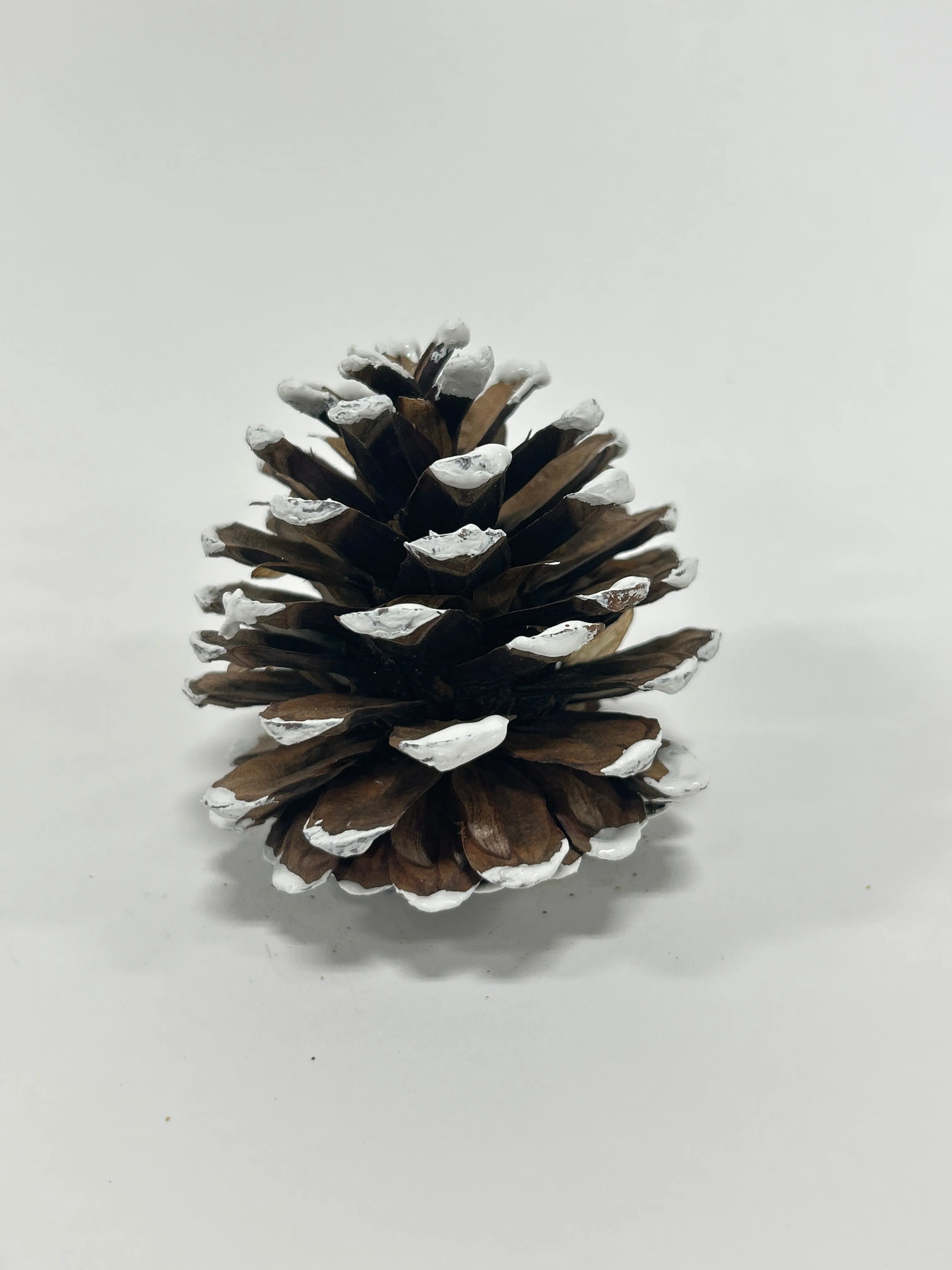 Austriaca Cones (2-3"), 5 Bags x 100 Pcs Case