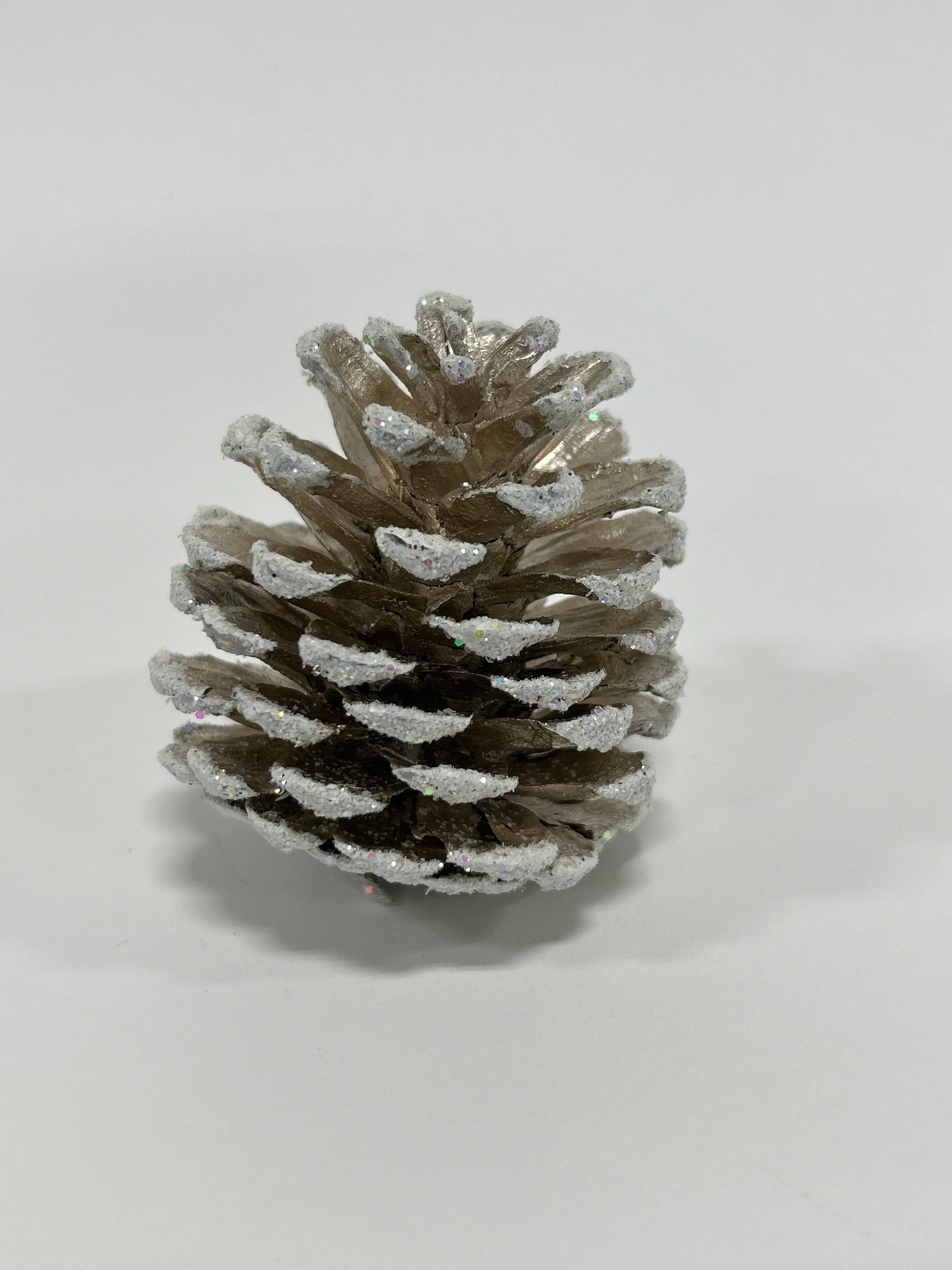 Austriaca Cones (2-3"), 5 Bags x 100 Pcs Case