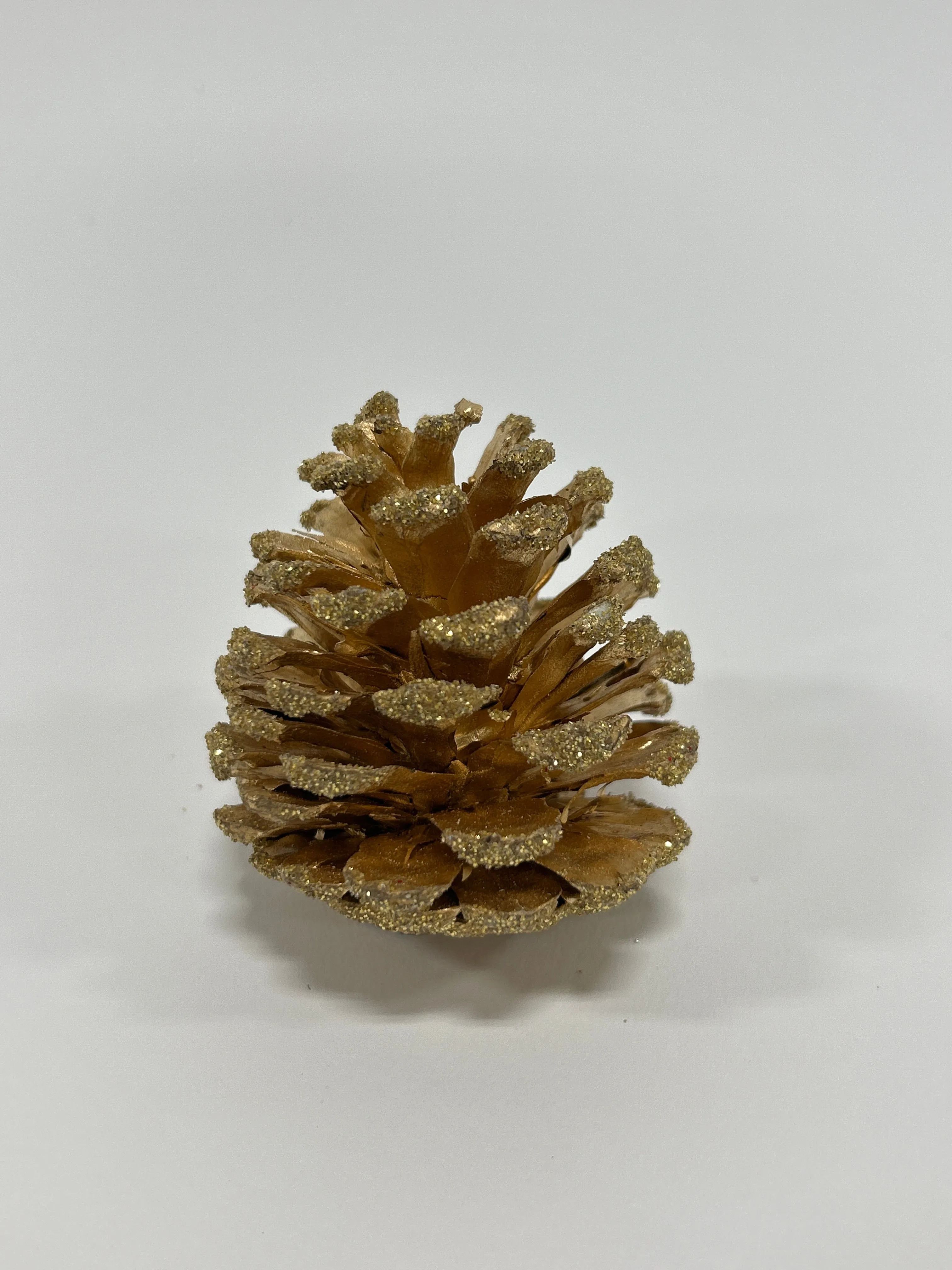 Austriaca Cones (2-3"), 5 Bags x 100 Pcs Case
