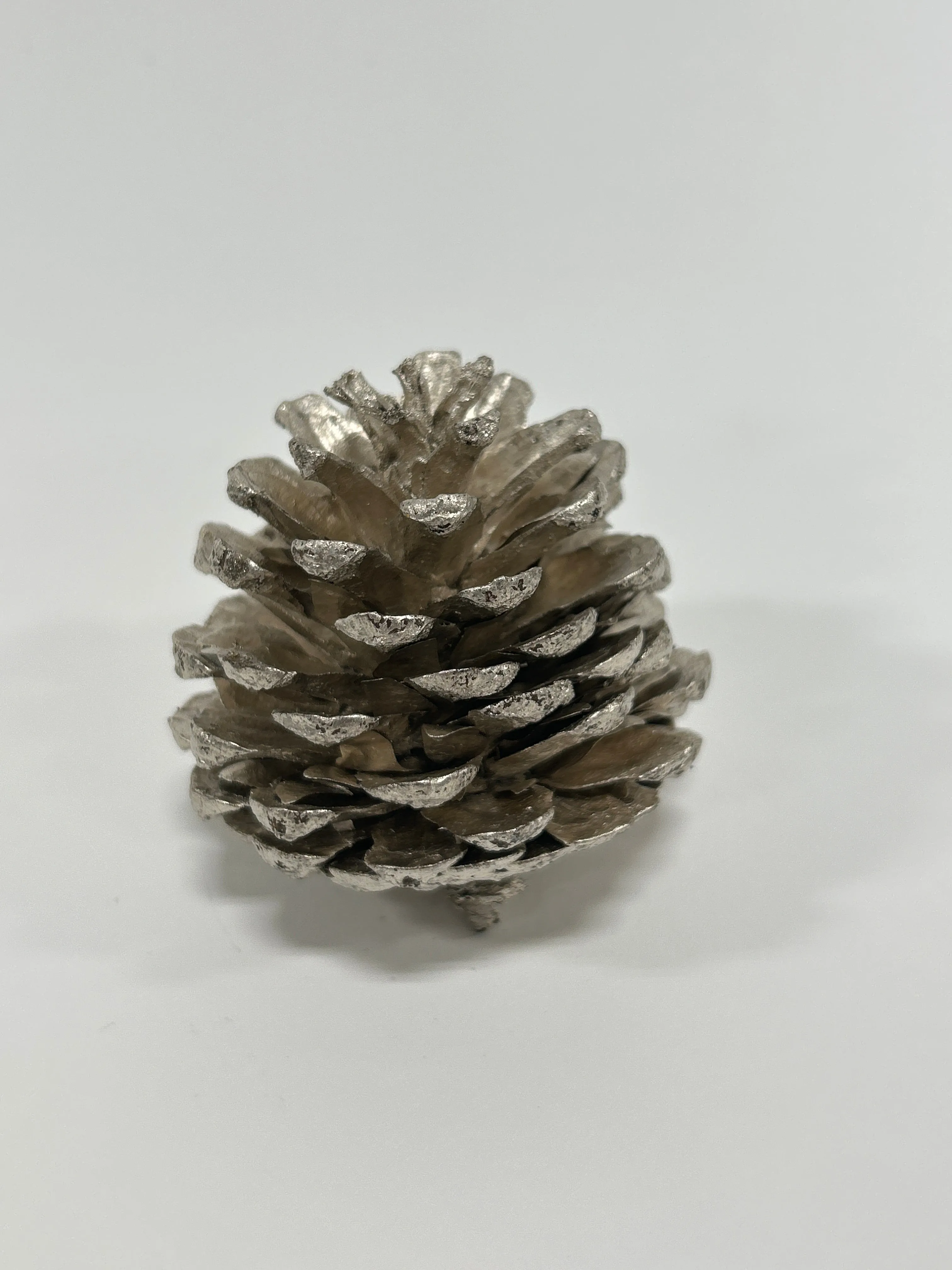 Austriaca Cones (2-3"), 5 Bags x 100 Pcs Case